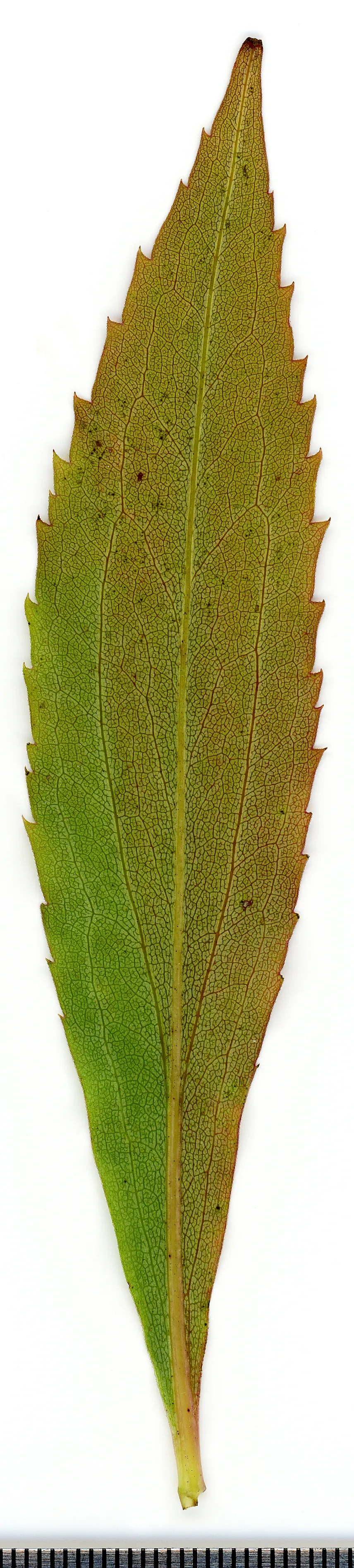 Canadian Goldenrod (Solidago Altissima) — Goldenrods are not a significant allergen; their pollen is too heavy and sticky to be carried far by the wind