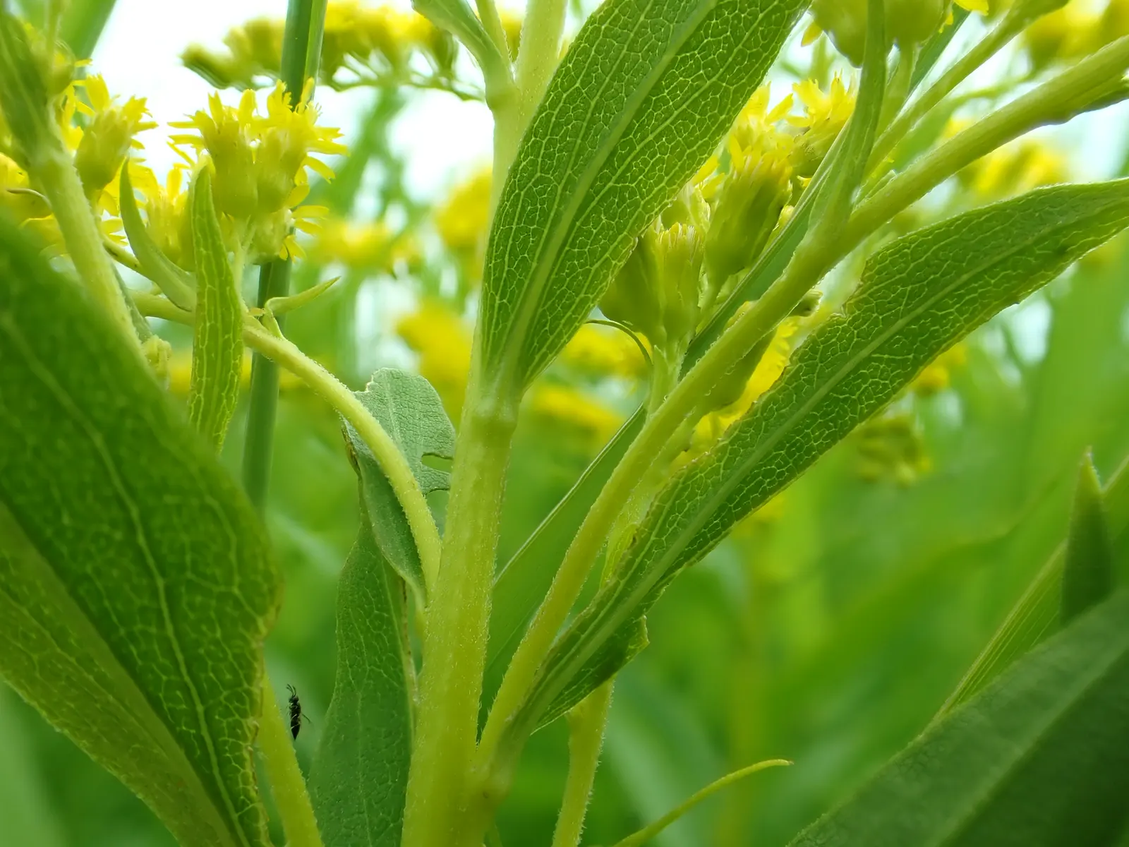 Canadian Goldenrod (Solidago Altissima) — Solidago altissima is a valuable plant for pollinators; although size can vary depending on growing, image 139