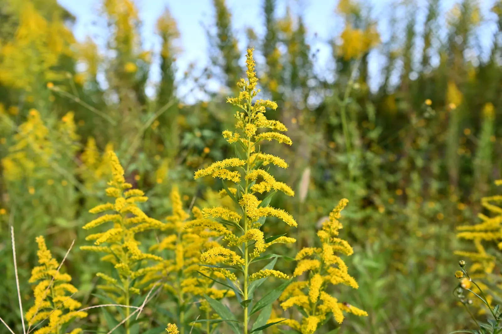 Canadian Goldenrod (Solidago Altissima) — It prefers well-drained soils but is adaptable to a range of soil types; with heights up to 7 feet, image 138
