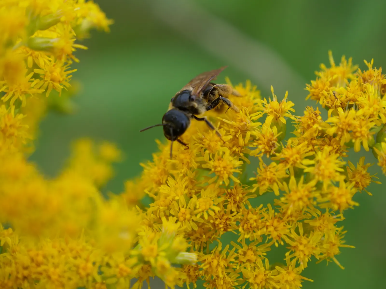Canadian Goldenrod (Solidago Altissima) — pyramidal panicles atop stiff; which can grow up to 4 inches long, image 88