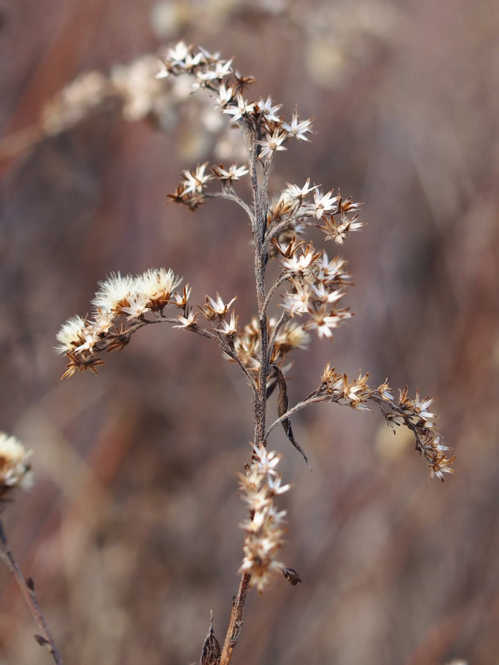 Canadian Goldenrod (Solidago Altissima) — Goldenrods are not a significant allergen; their pollen is too heavy and sticky to be carried far by the, image 93