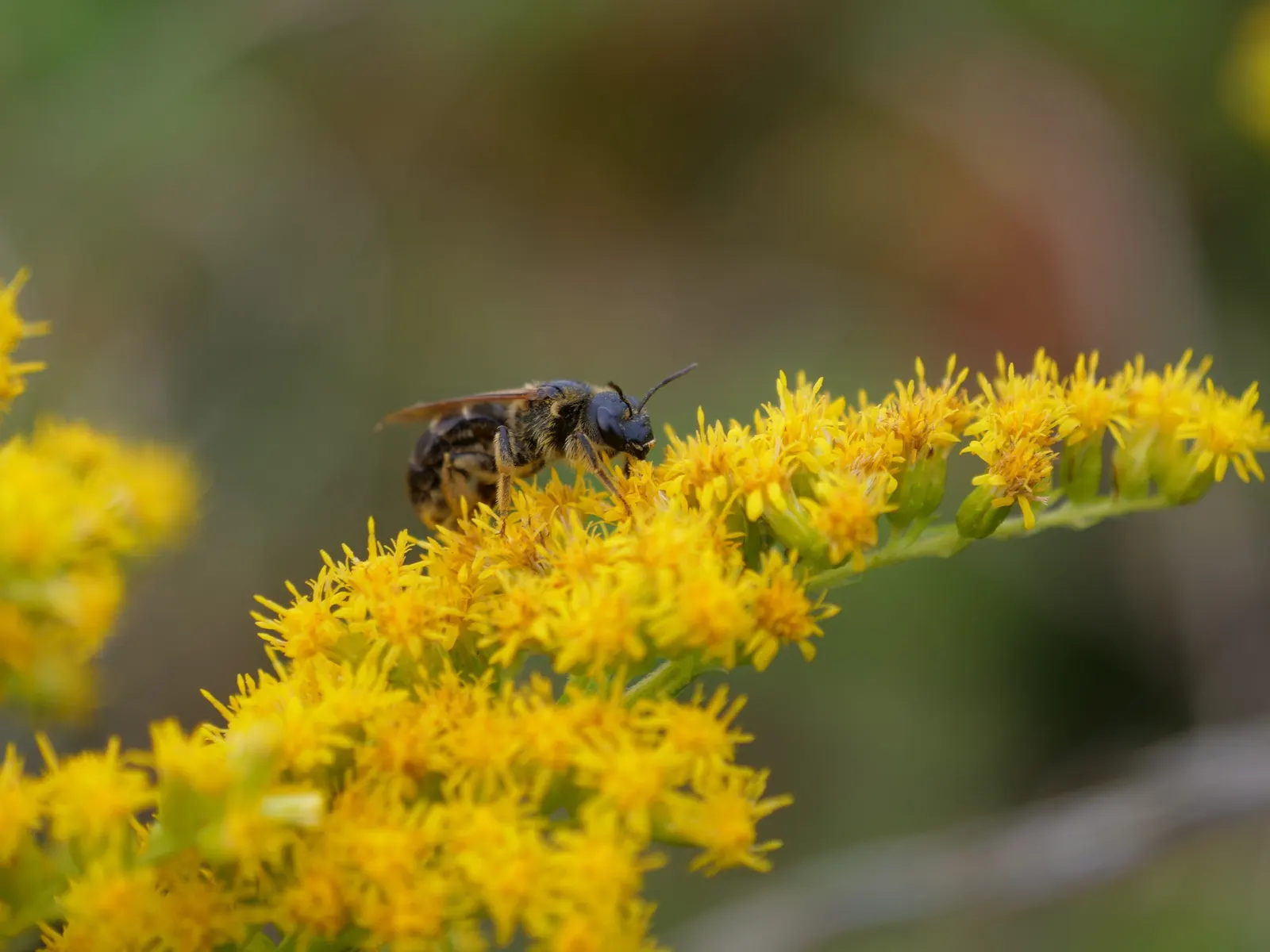 Canadian Goldenrod (Solidago Altissima) — provide a lush backdrop for the numerous tiny; perennial with gold and yellow blooms, image 62