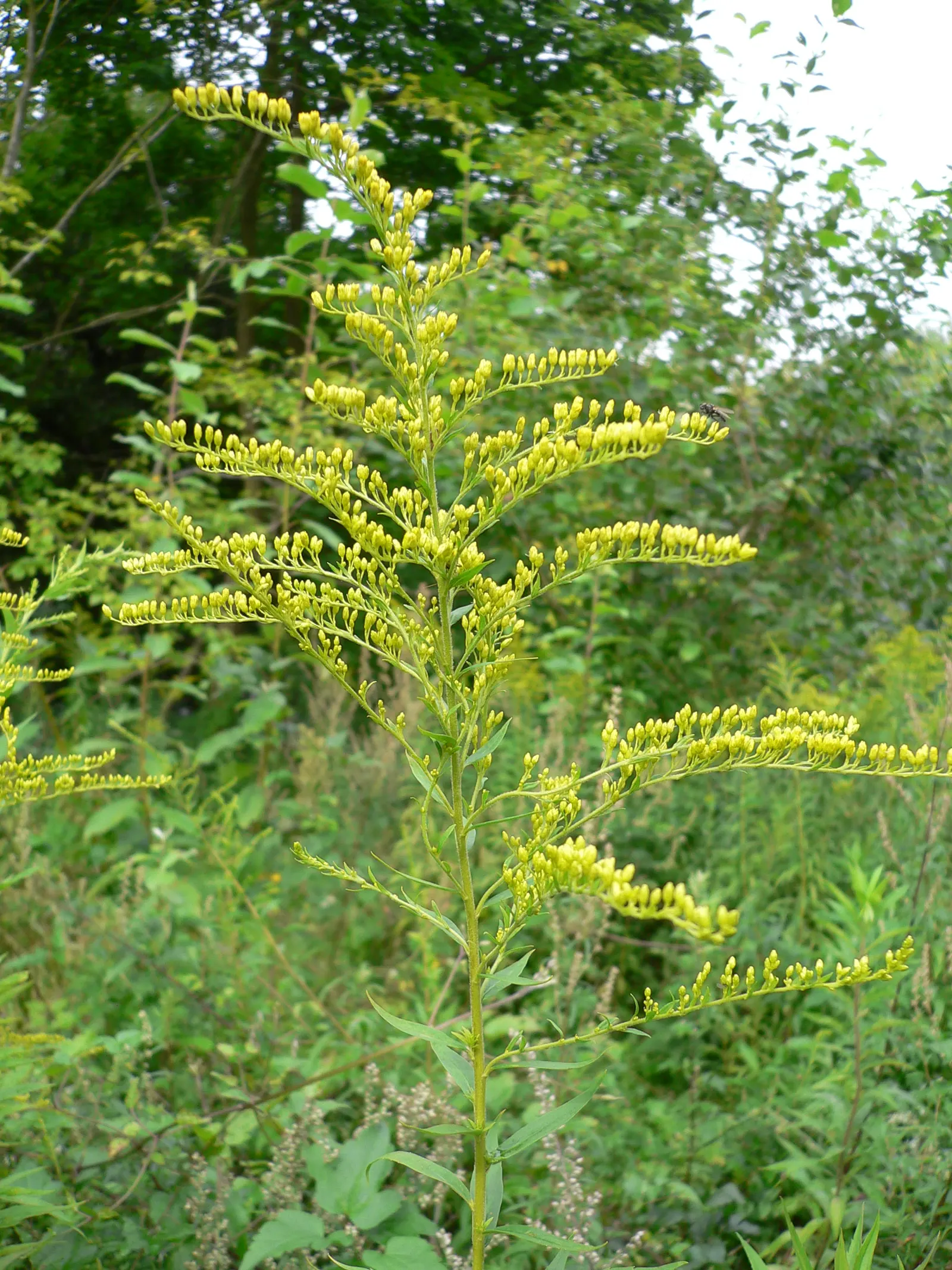 Canadian Goldenrod (Solidago Altissima) — perennial with gold and yellow blooms