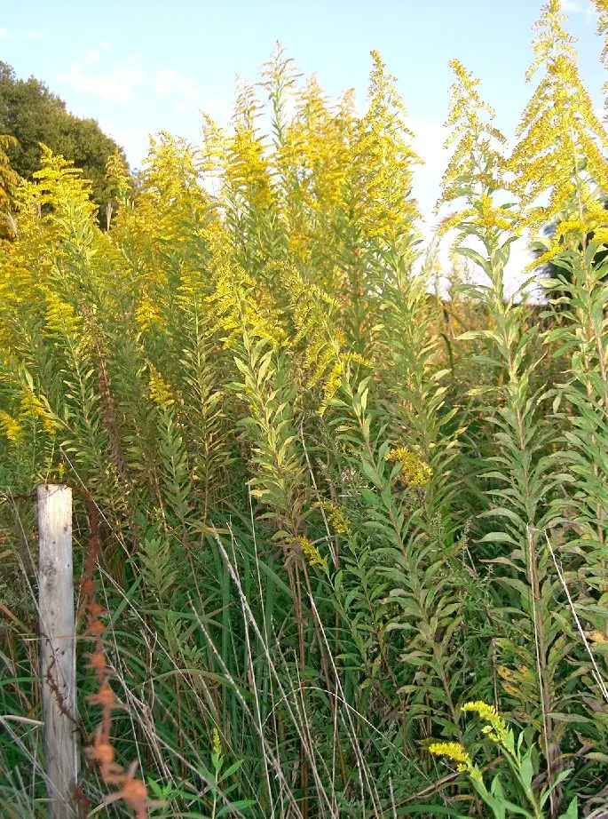 Canadian Goldenrod (Solidago Altissima) — Thriving in USDA Zones 3-9, it requires full sun to partial shade and well-drained soil; this North, image 101