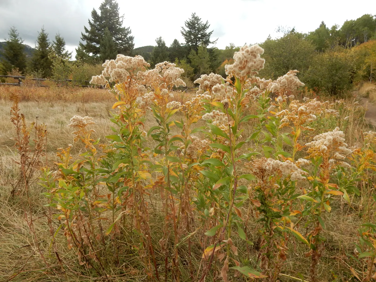 Canadian Goldenrod (Solidago Altissima) — you'll find Solidago altissima a versatile addition to your design; herbaceous perennial known for its, image 131