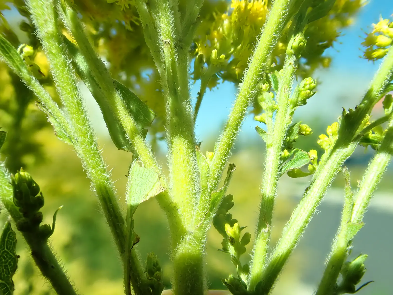 Canadian Goldenrod (Solidago Altissima) — with a typical height ranging from 2 to 6 feet and a spread of 2 to 4 feet; perfect for wildflower meadows, image 153