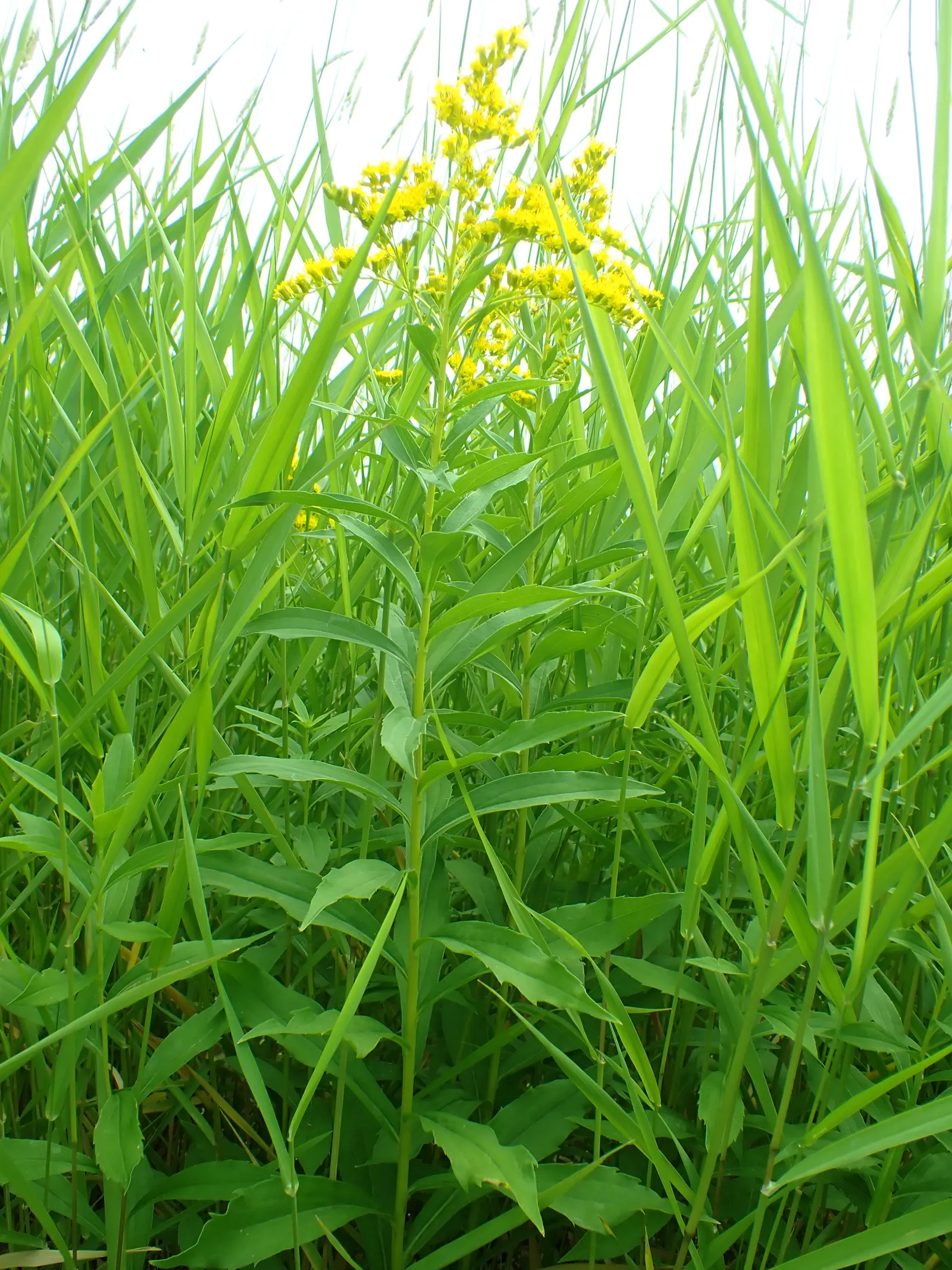 Canadian Goldenrod (Solidago Altissima) — Thriving in USDA Zones 3-9, it requires full sun to partial shade and well-drained soil; this North, image 77