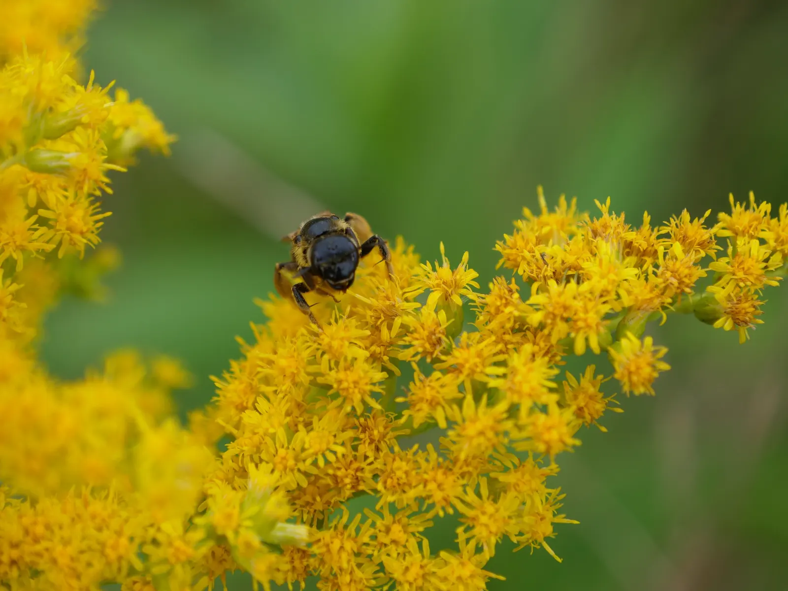 Canadian Goldenrod (Solidago Altissima) — This late-summer bloomer attracts pollinators and is ideal for naturalized areas; star-shaped flowers, image 78
