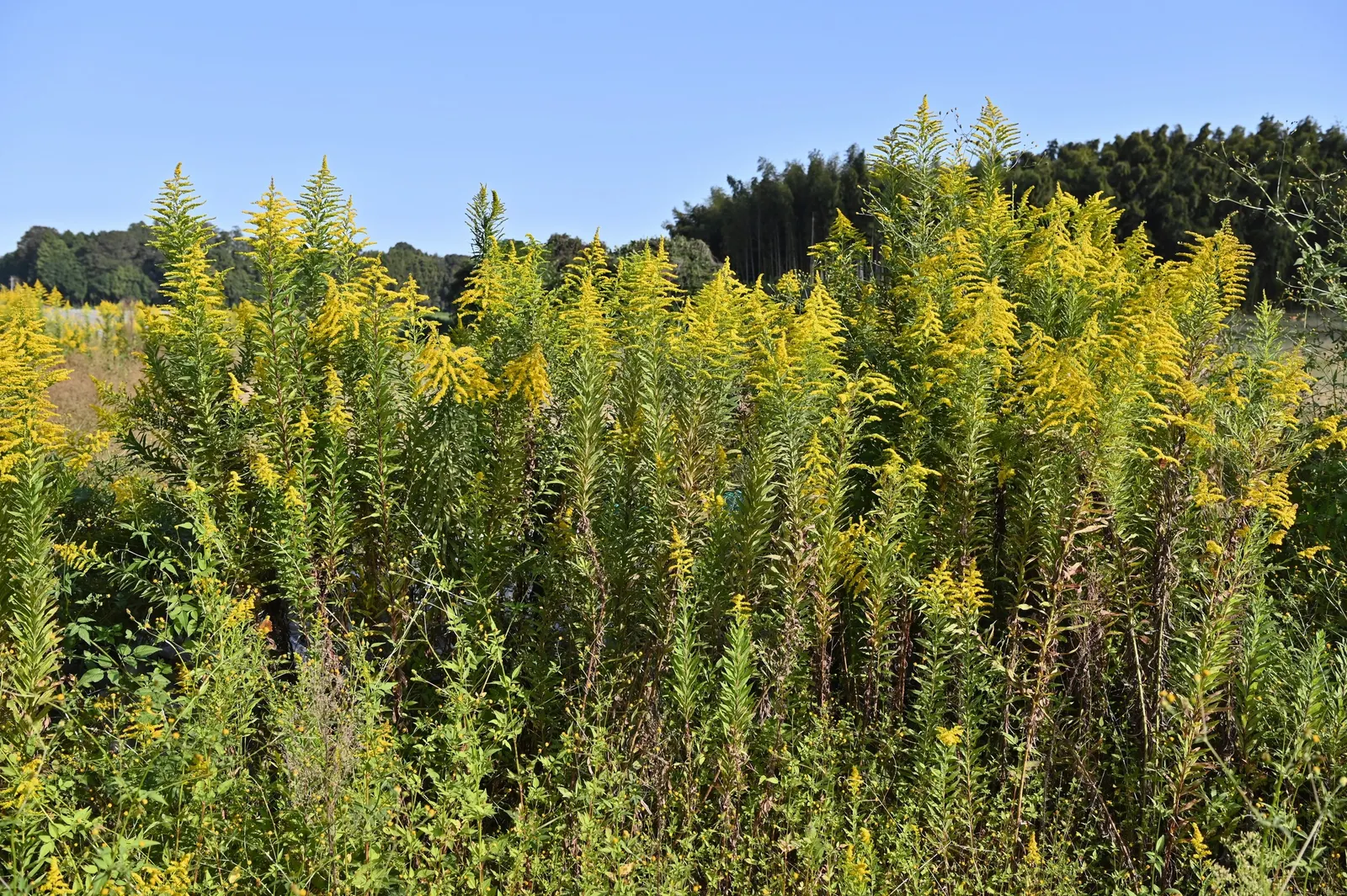 Canadian Goldenrod (Solidago Altissima) — although size can vary depending on growing conditions.<br><br>As a landscape architect; solidago, image 154