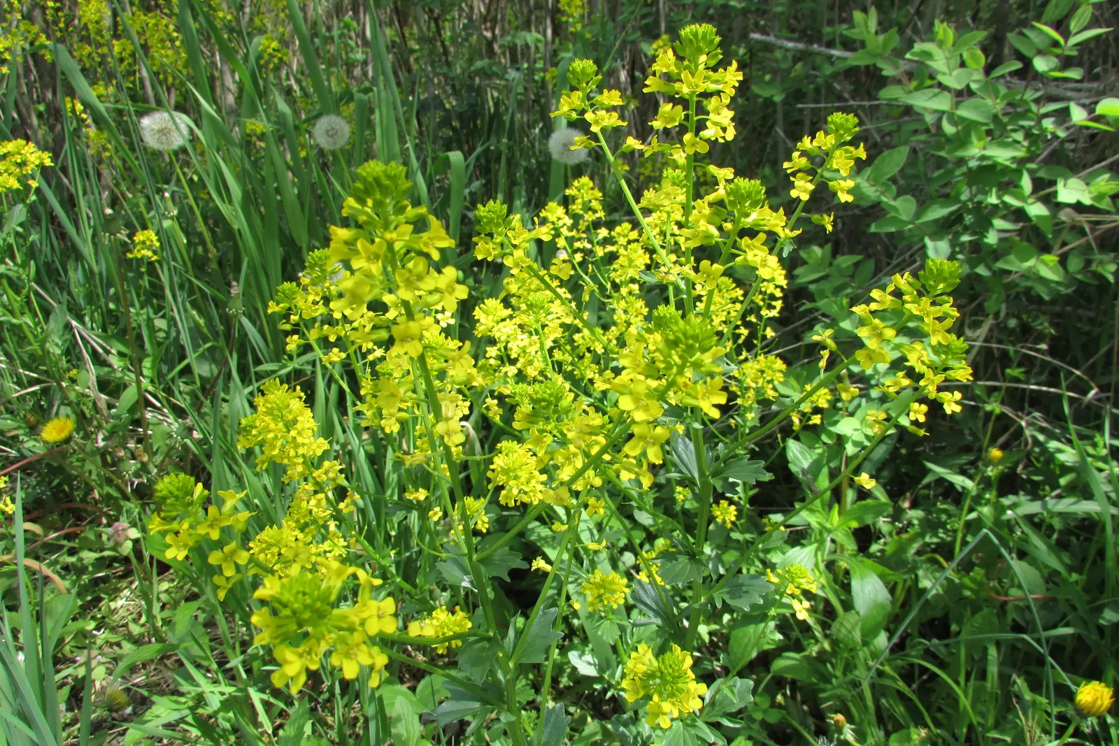 Canadian Goldenrod (Solidago Altissima) — It prefers well-drained soils but is adaptable to a range of soil types; with heights up to 7 feet, image 90