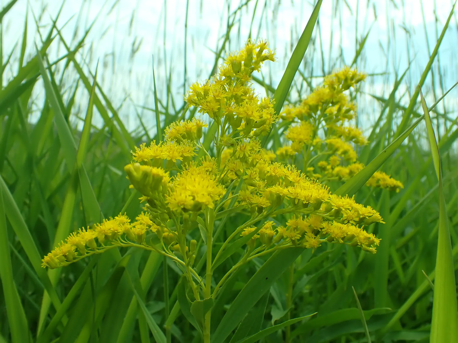 Canadian Goldenrod (Solidago Altissima) — although size can vary depending on growing conditions.<br><br>As a landscape architect