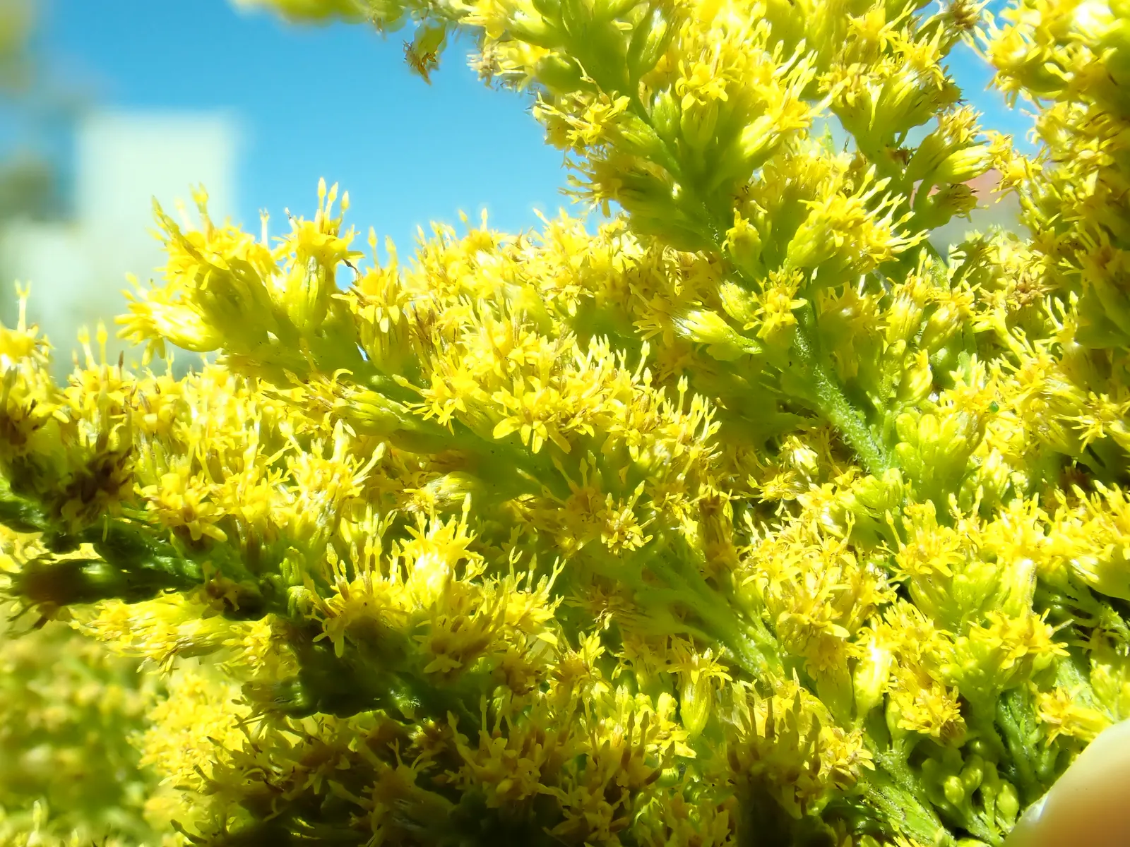 Canadian Goldenrod (Solidago Altissima) — Solidago altissima is a valuable plant for pollinators; although size can vary depending on growing