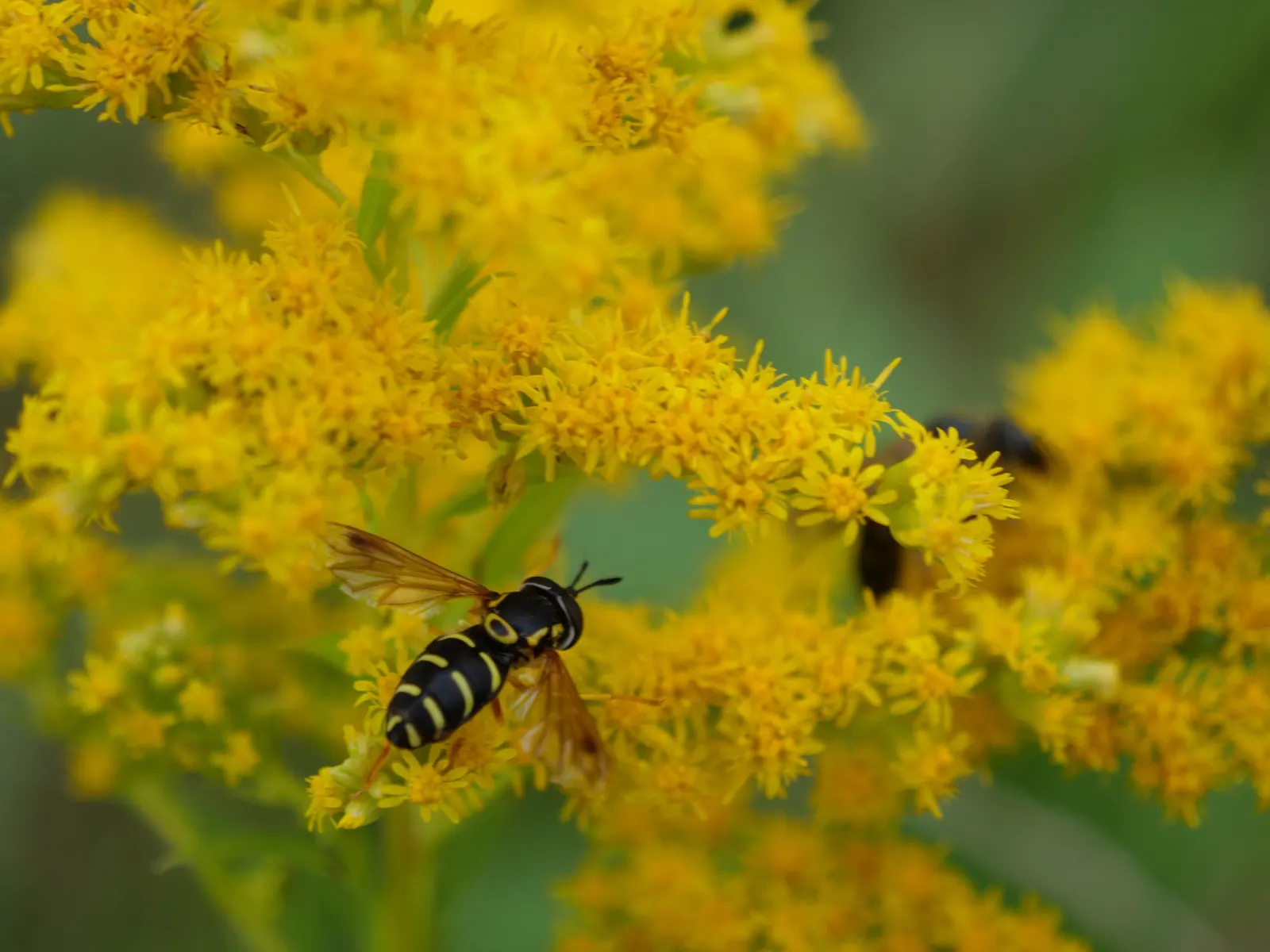 Canadian Goldenrod (Solidago Altissima) — despite common misconceptions; <br><br>The Canadian Goldenrod is low maintenance, drought-tolerant, and, image 164