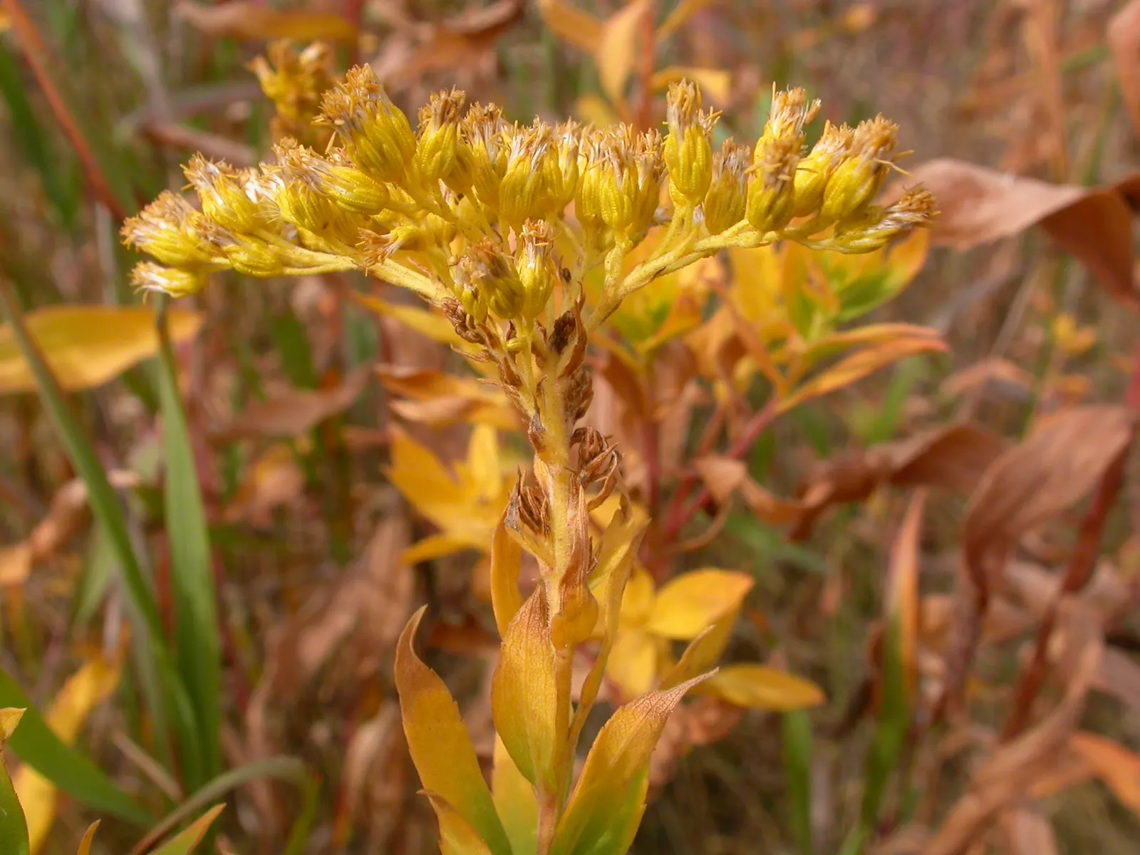 Canadian Goldenrod (Solidago Altissima) — star-shaped flowers that form crowded; this late-summer bloomer attracts pollinators and is ideal for, image 159