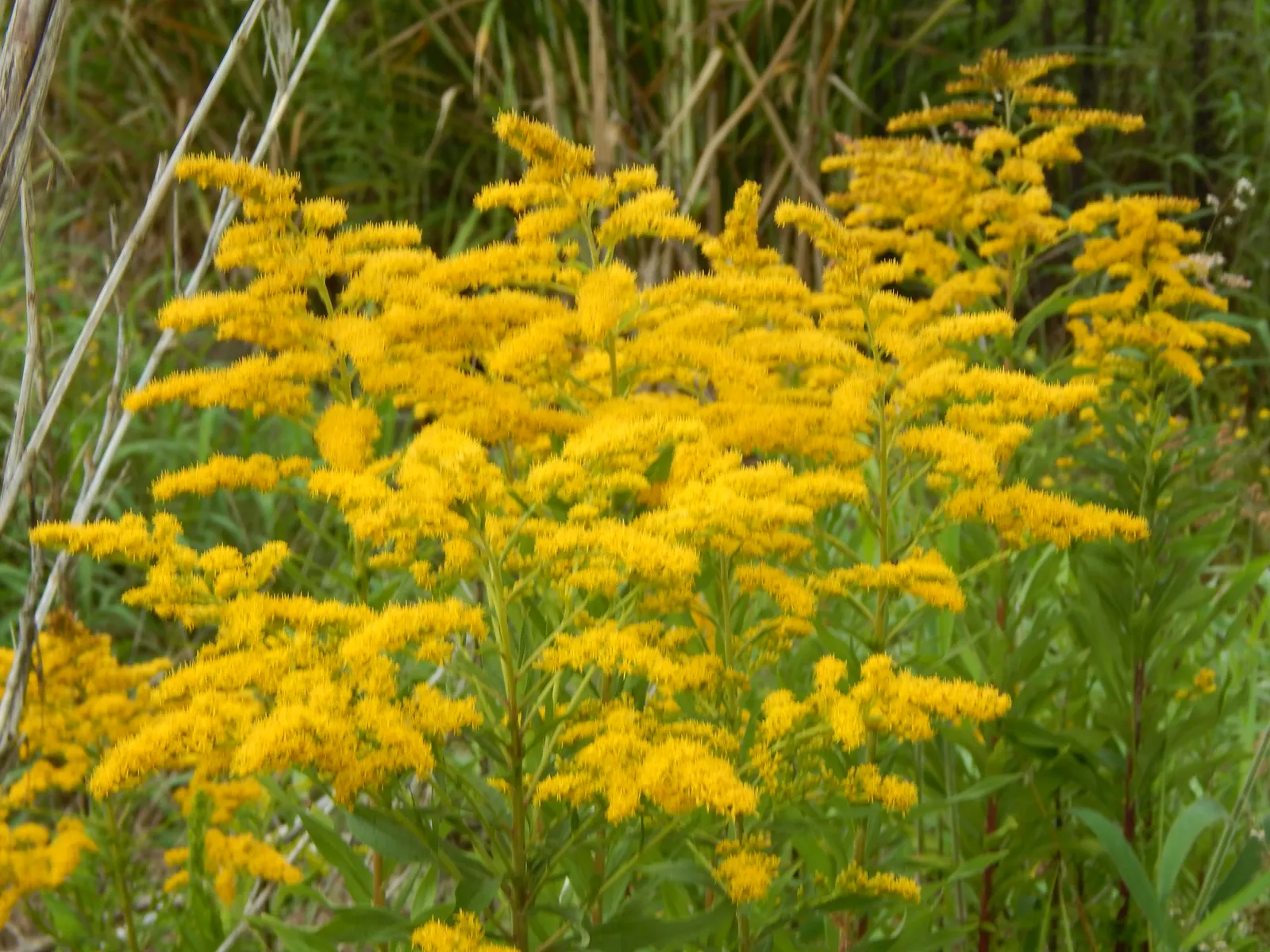 Canadian Goldenrod (Solidago Altissima) — you'll find Solidago altissima a versatile addition to your design; herbaceous perennial known for its, image 59