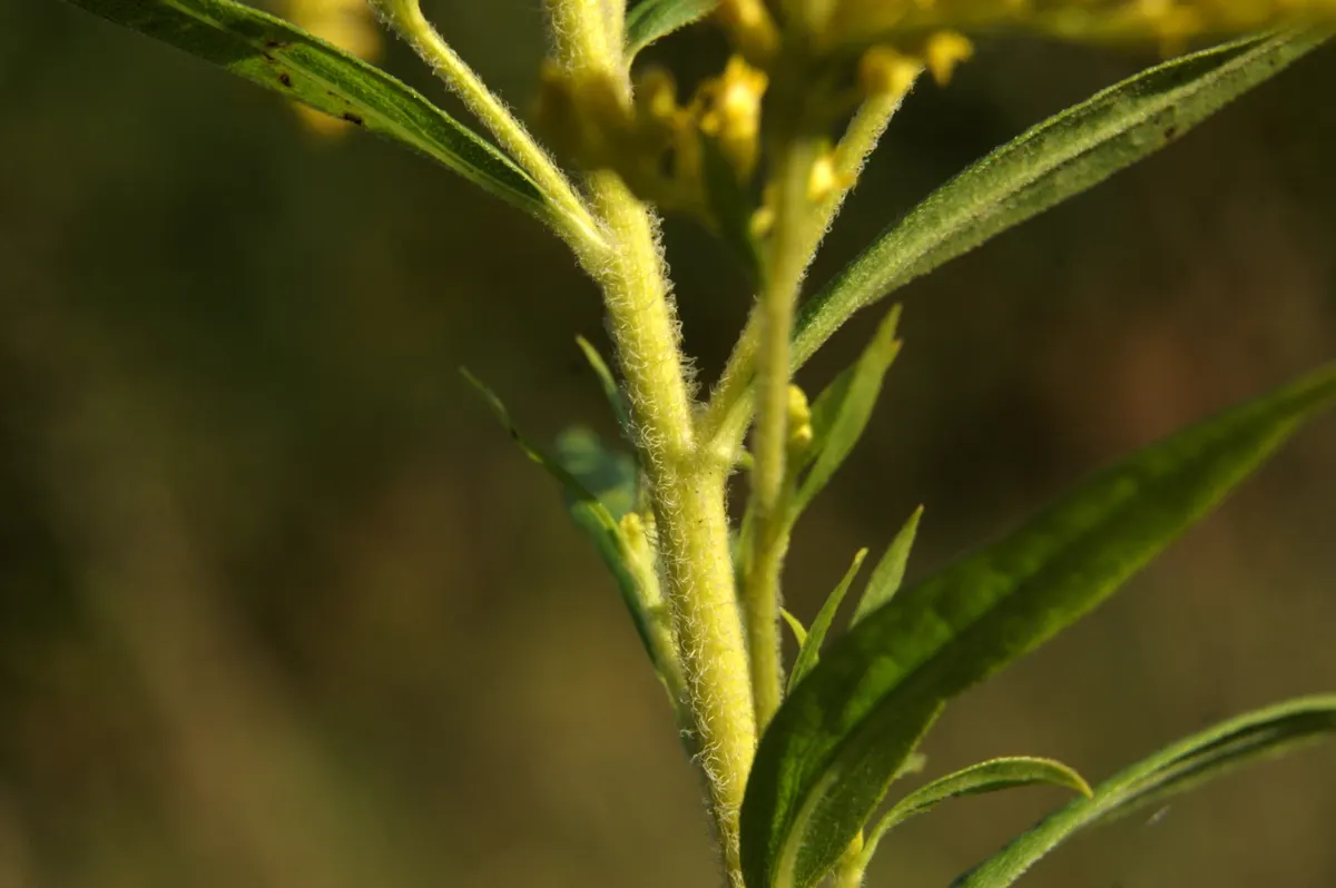 Canadian Goldenrod (Solidago Altissima) — perennial with gold and yellow blooms; provide a lush backdrop for the numerous tiny, image 143