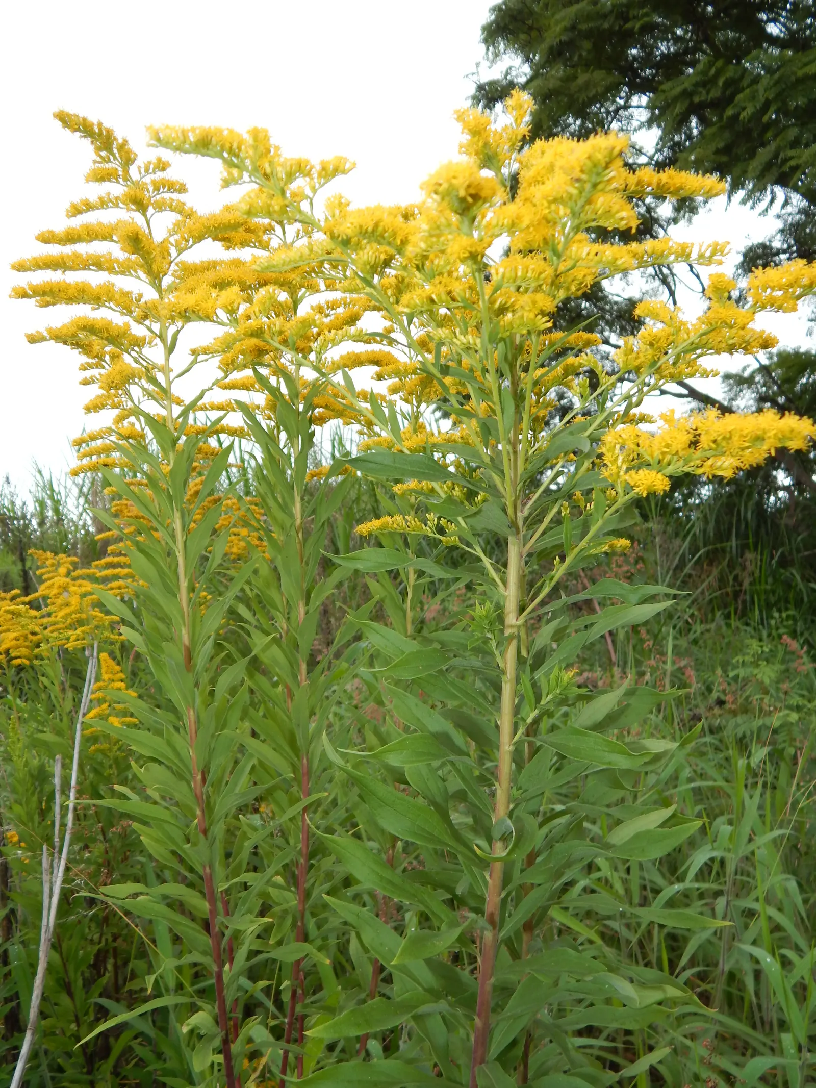 Canadian Goldenrod (Solidago Altissima) — This North American native stands tall and erect; thriving in USDA Zones 3-9, it requires full sun to, image 104