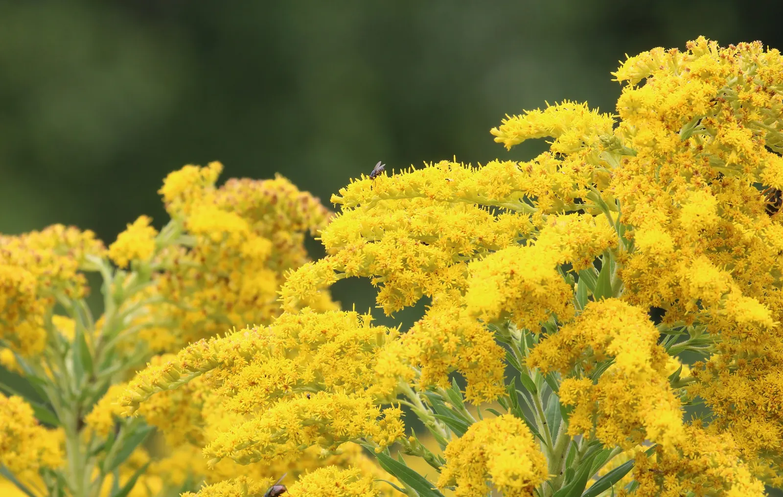 Canadian Goldenrod (Solidago Altissima) — gold and yellow flowers in the garden; offering a burst of color and vertical interest to any landscape, image 142