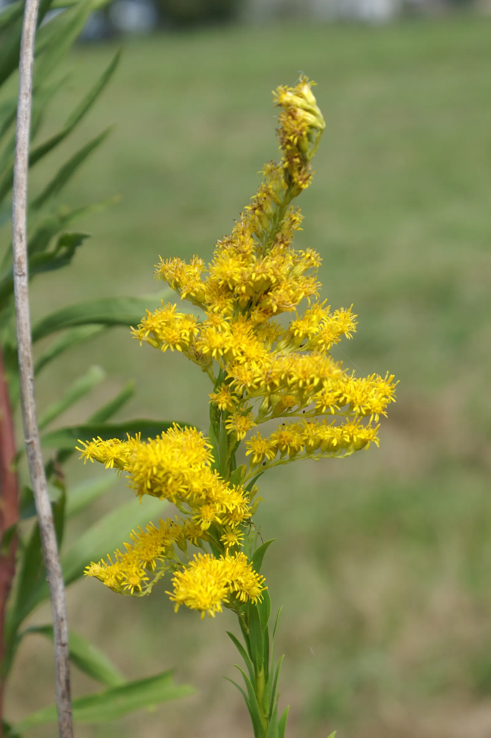Canadian Goldenrod (Solidago Altissima) — star-shaped flowers that form crowded; this late-summer bloomer attracts pollinators and is ideal for, image 87