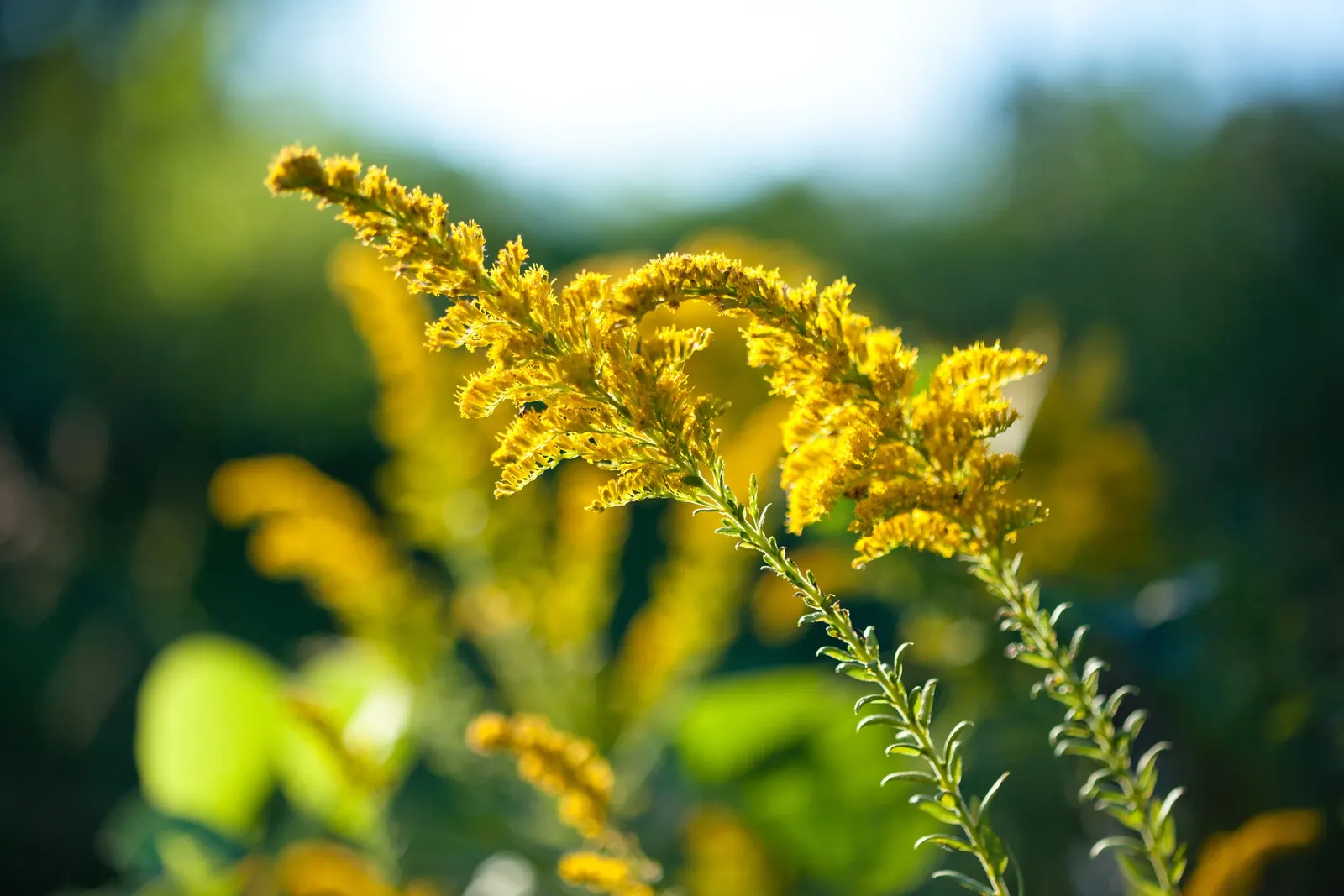 Canadian Goldenrod (Solidago Altissima) — herbaceous perennial known for its towering stems; you'll find Solidago altissima a versatile addition to your design