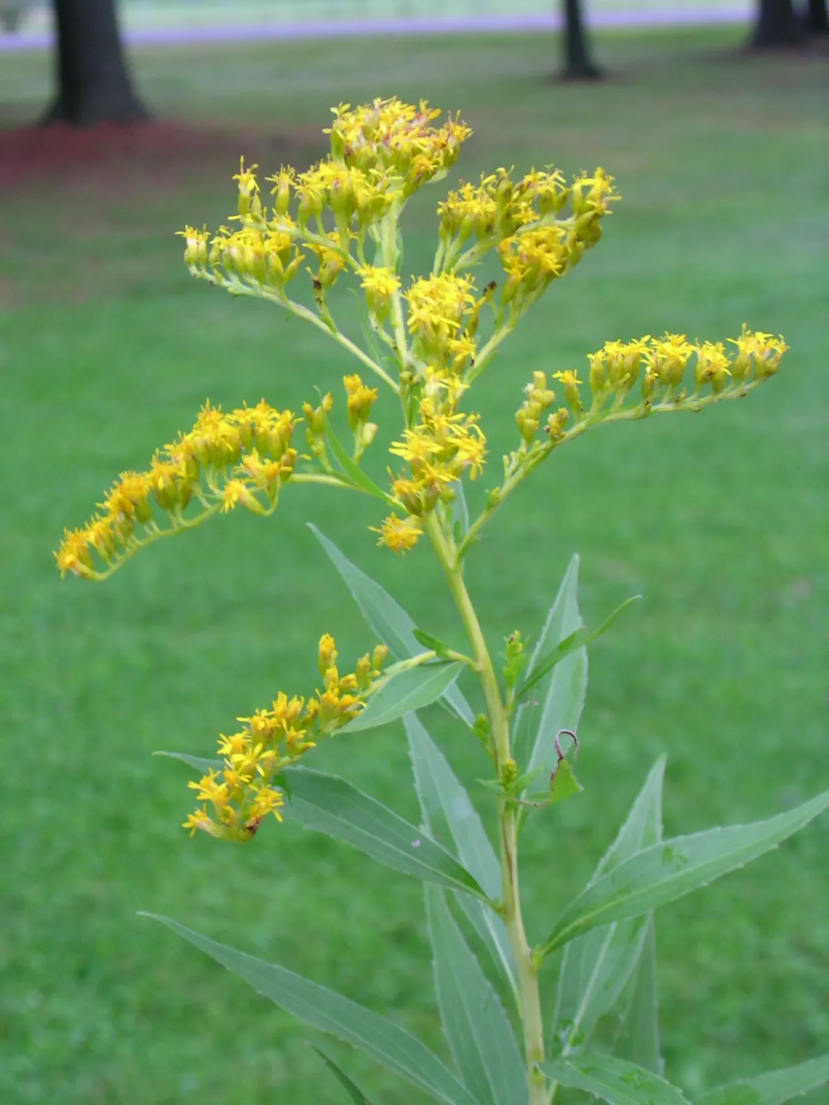 Canadian Goldenrod (Solidago Altissima) — This late-summer bloomer attracts pollinators and is ideal for naturalized areas; star-shaped flowers that form