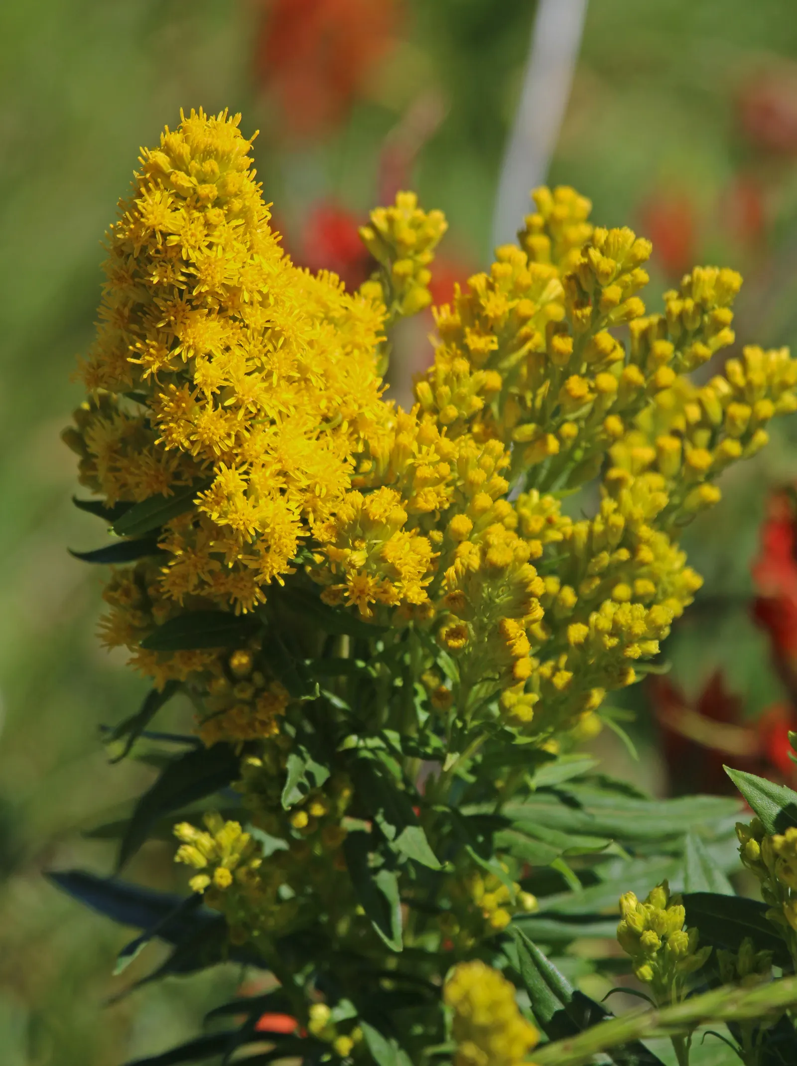 Canadian Goldenrod (Solidago Altissima) — perennial with gold and yellow blooms; provide a lush backdrop for the numerous tiny, image 167