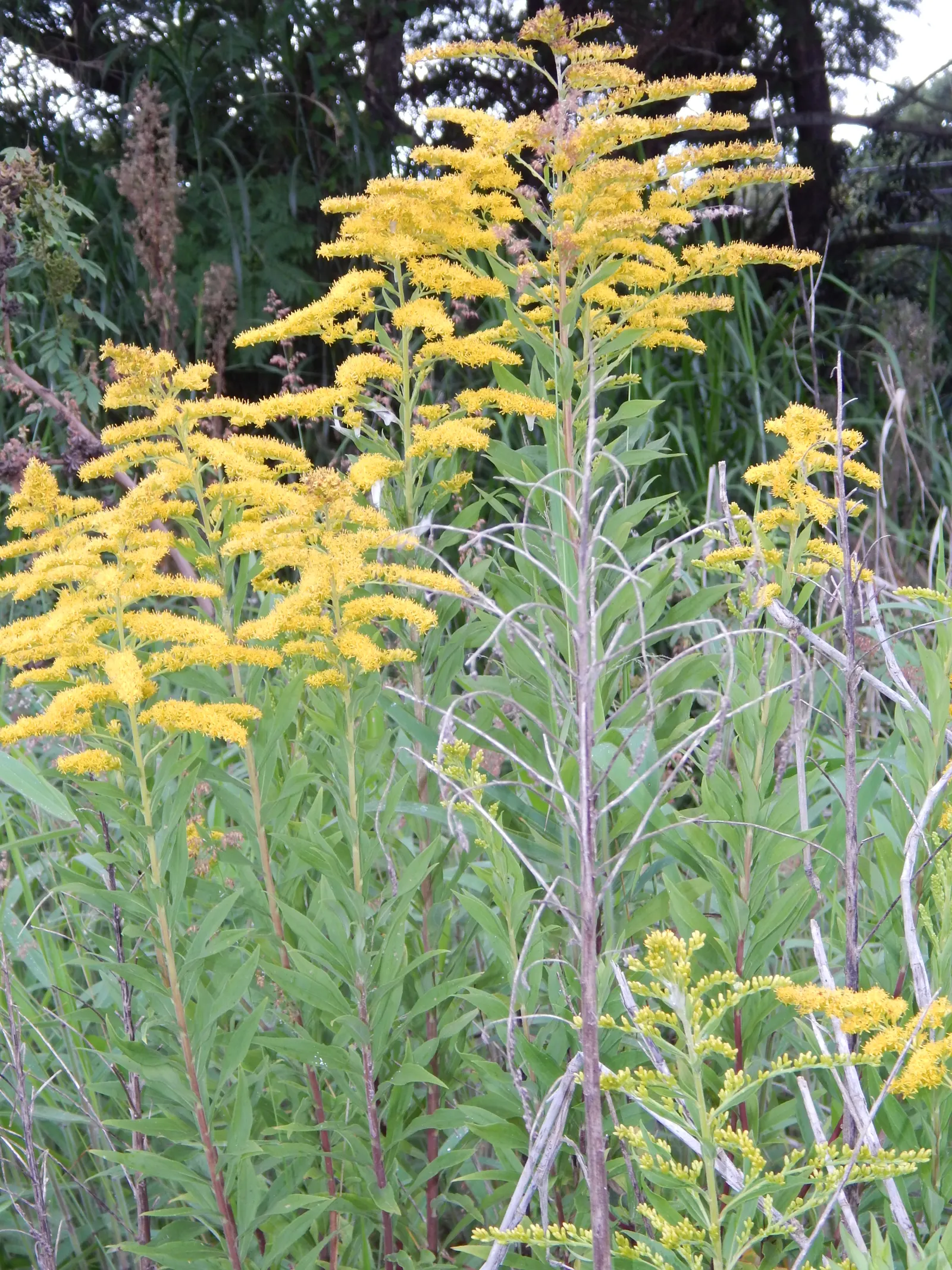 Canadian Goldenrod (Solidago Altissima) — herbaceous perennial known for its towering stems