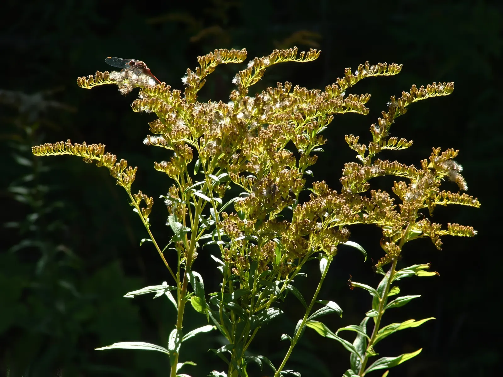 Canadian Goldenrod (Solidago Altissima) — pyramidal panicles atop stiff; which can grow up to 4 inches long