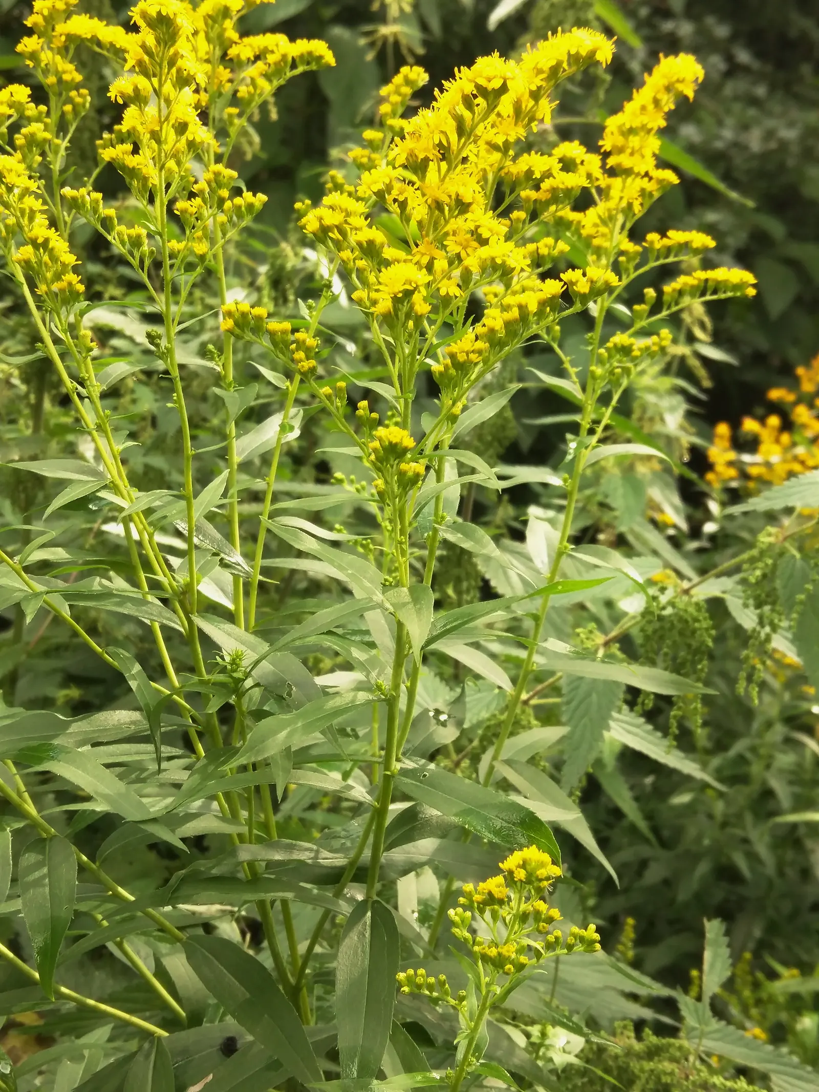 Canadian Goldenrod (Solidago Altissima) — with heights up to 7 feet; it prefers well-drained soils but is adaptable to a range of soil types, image 51