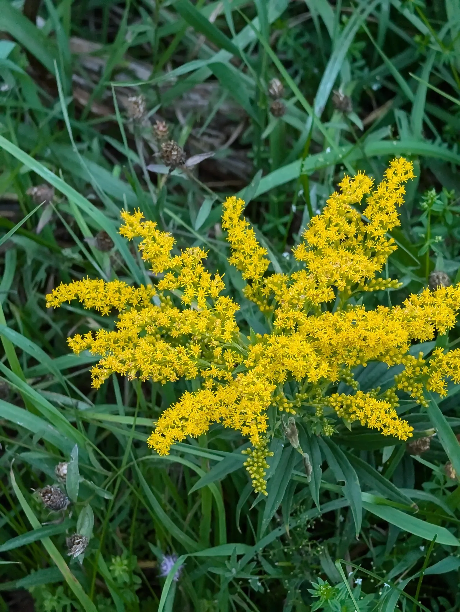 Canadian Goldenrod (Solidago Altissima) — Solidago altissima is a valuable plant for pollinators; although size can vary depending on growing, image 163