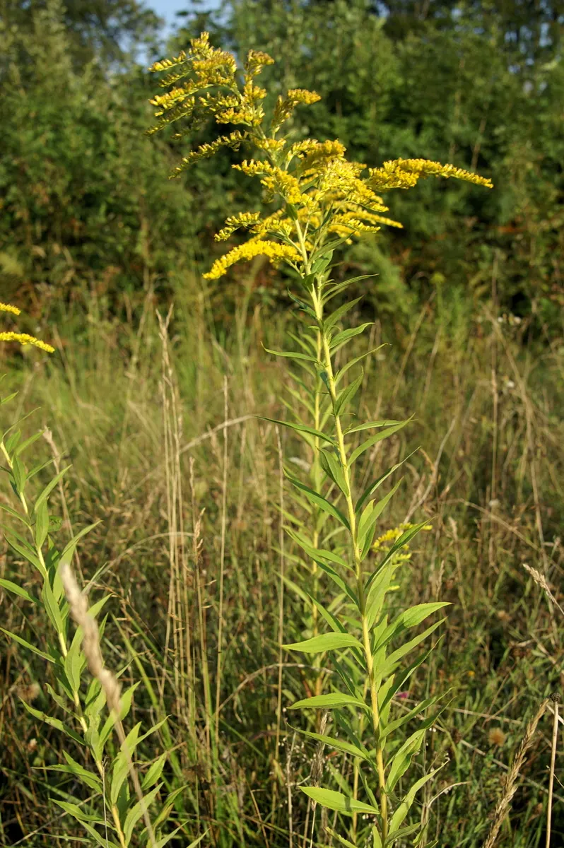 Canadian Goldenrod (Solidago Altissima) — gold and yellow flowers in the garden