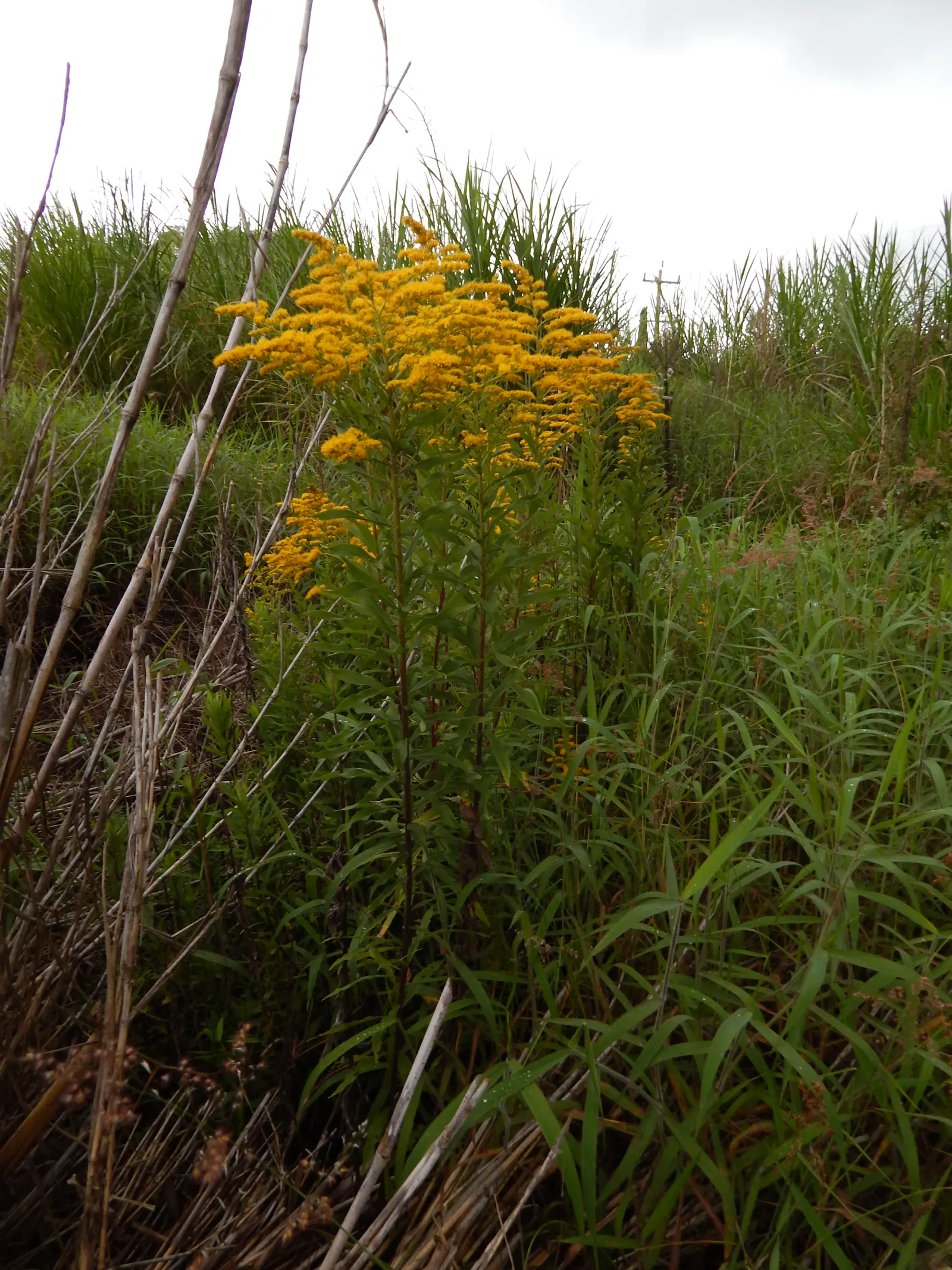 Canadian Goldenrod (Solidago Altissima) — It prefers well-drained soils but is adaptable to a range of soil types; with heights up to 7 feet, image 66
