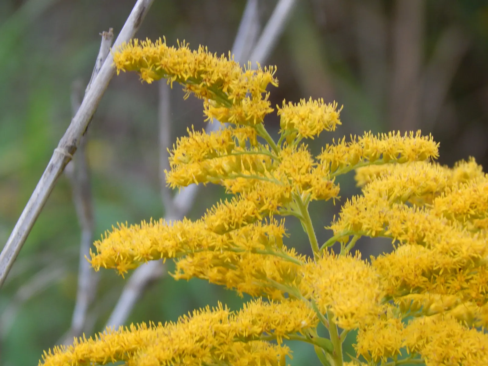 Canadian Goldenrod (Solidago Altissima) — gold and yellow flowers in the garden; offering a burst of color and vertical interest to any landscape, image 70