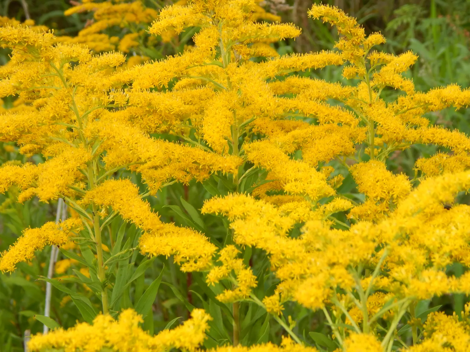 Canadian Goldenrod (Solidago Altissima) — This North American native stands tall and erect; thriving in USDA Zones 3-9, it requires full sun to, image 80