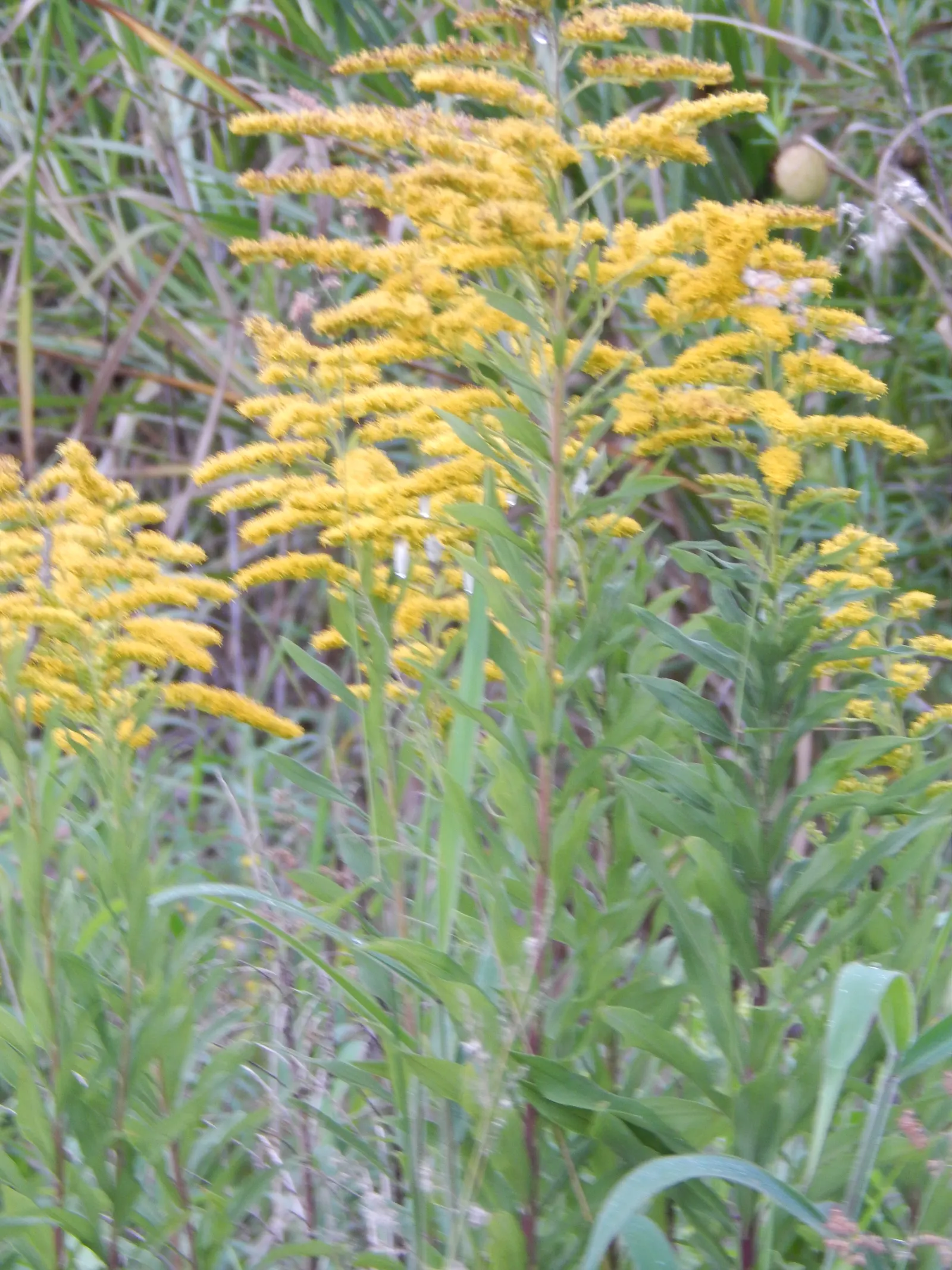 Canadian Goldenrod (Solidago Altissima) — although size can vary depending on growing conditions.<br><br>As a landscape architect; solidago, image 58