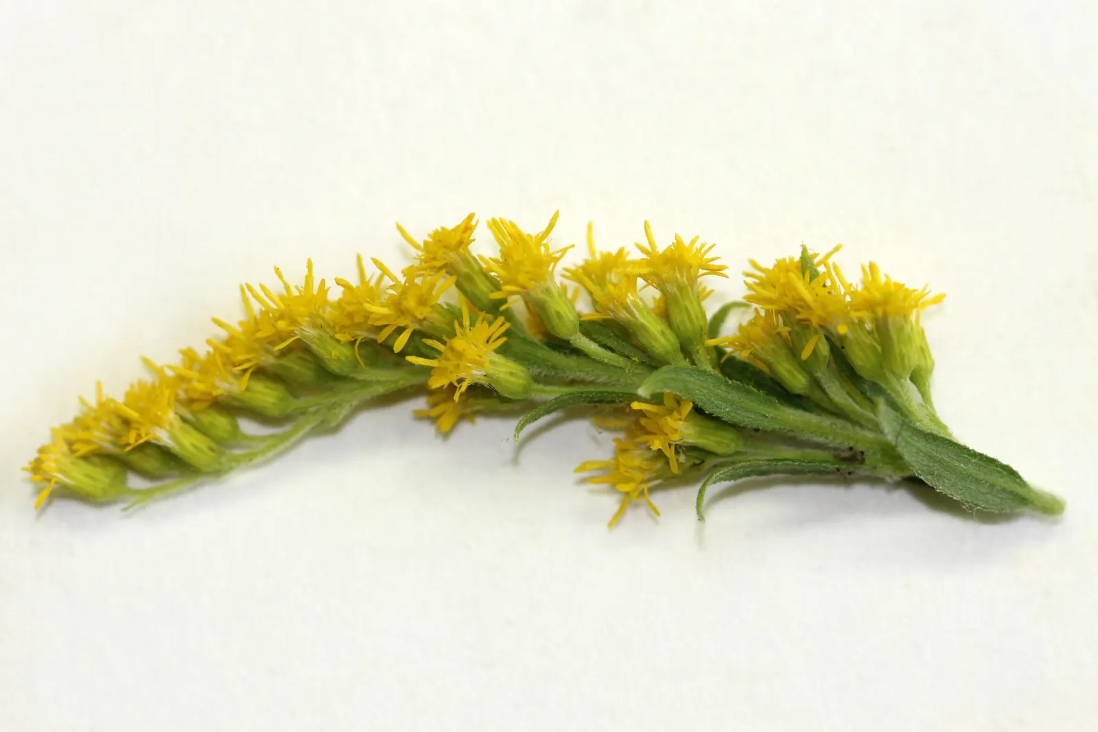 Canadian Goldenrod (Solidago Altissima) — which can grow up to 4 inches long; pyramidal panicles atop stiff, image 109