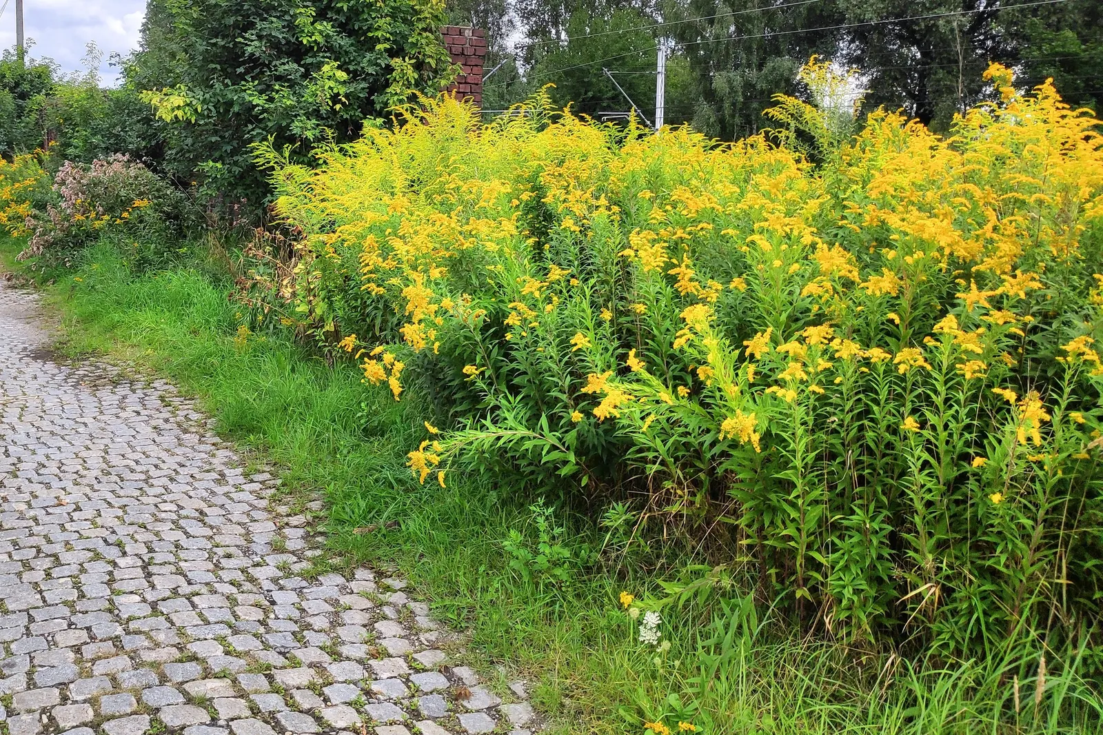 Canadian Goldenrod (Solidago Altissima) — provide a lush backdrop for the numerous tiny