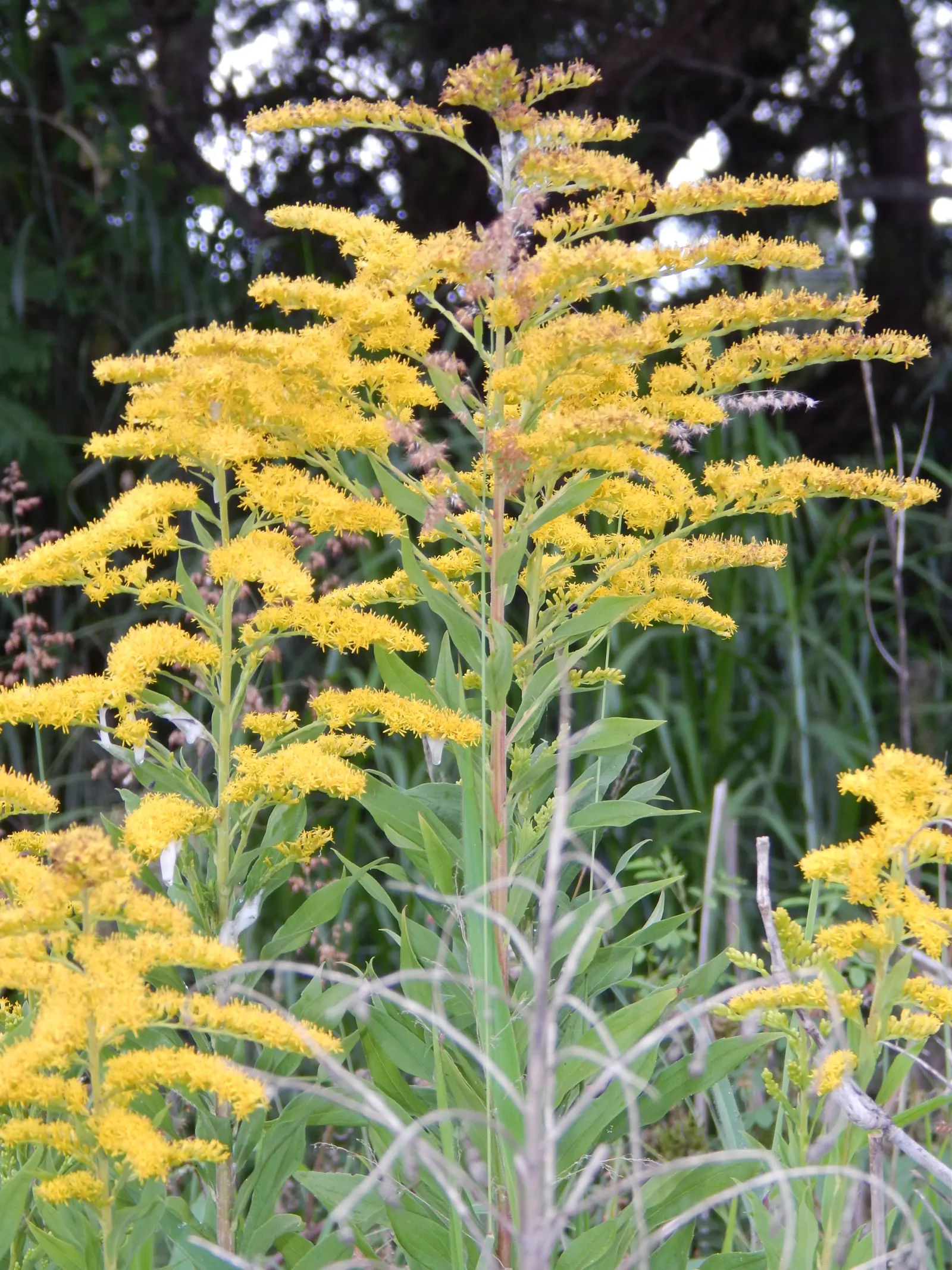 Canadian Goldenrod (Solidago Altissima) — perennial with gold and yellow blooms; provide a lush backdrop for the numerous tiny, image 95