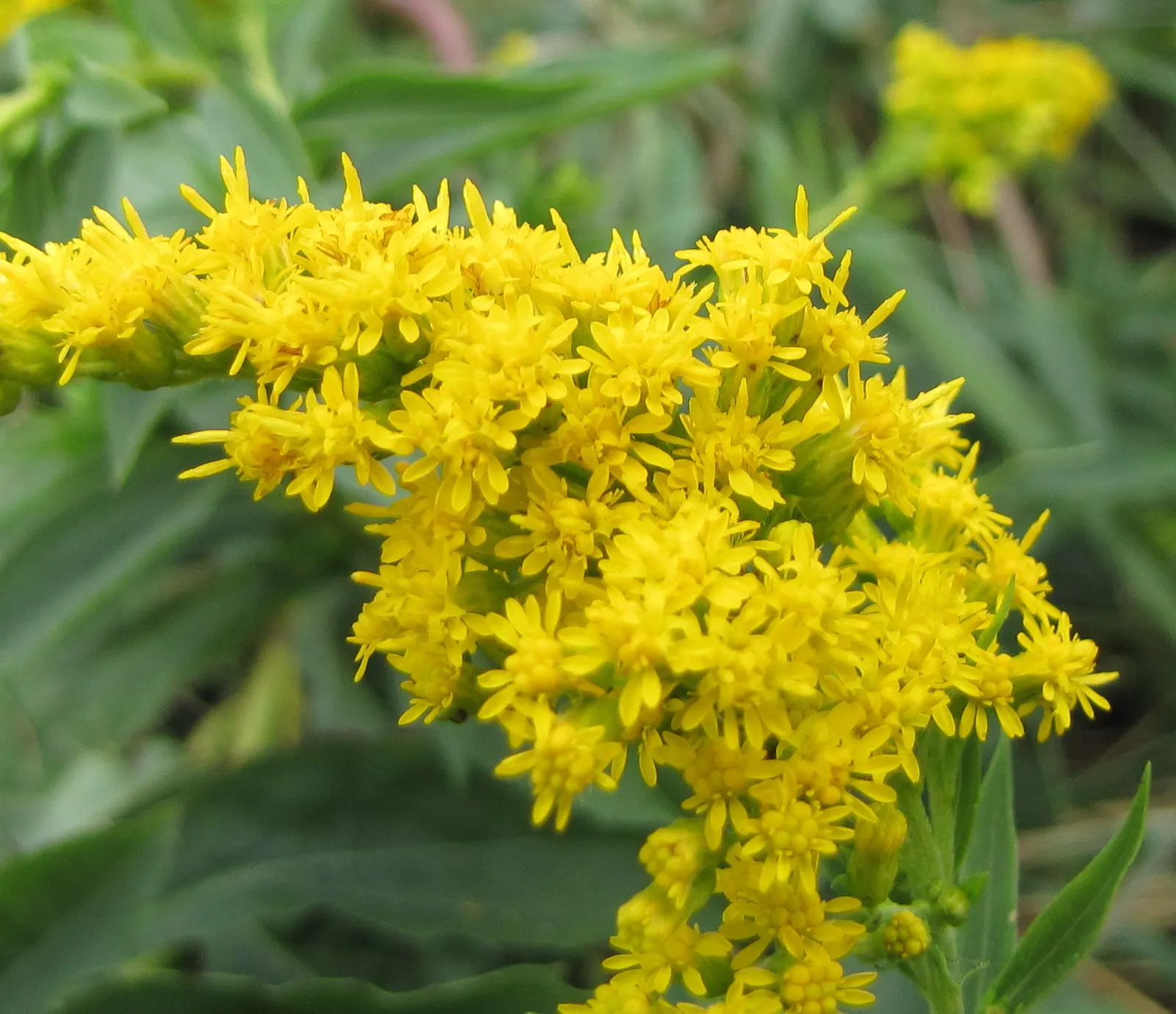 Canadian Goldenrod (Solidago Altissima) — <br><br>The Canadian Goldenrod is low maintenance, drought-tolerant, and thrives in full sun to partial shade