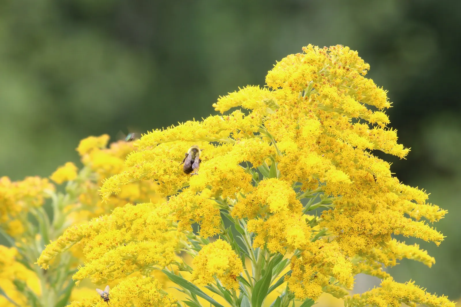 Canadian Goldenrod (Solidago Altissima) — offering a burst of color and vertical interest to any landscape design; gold and yellow flowers in the, image 127