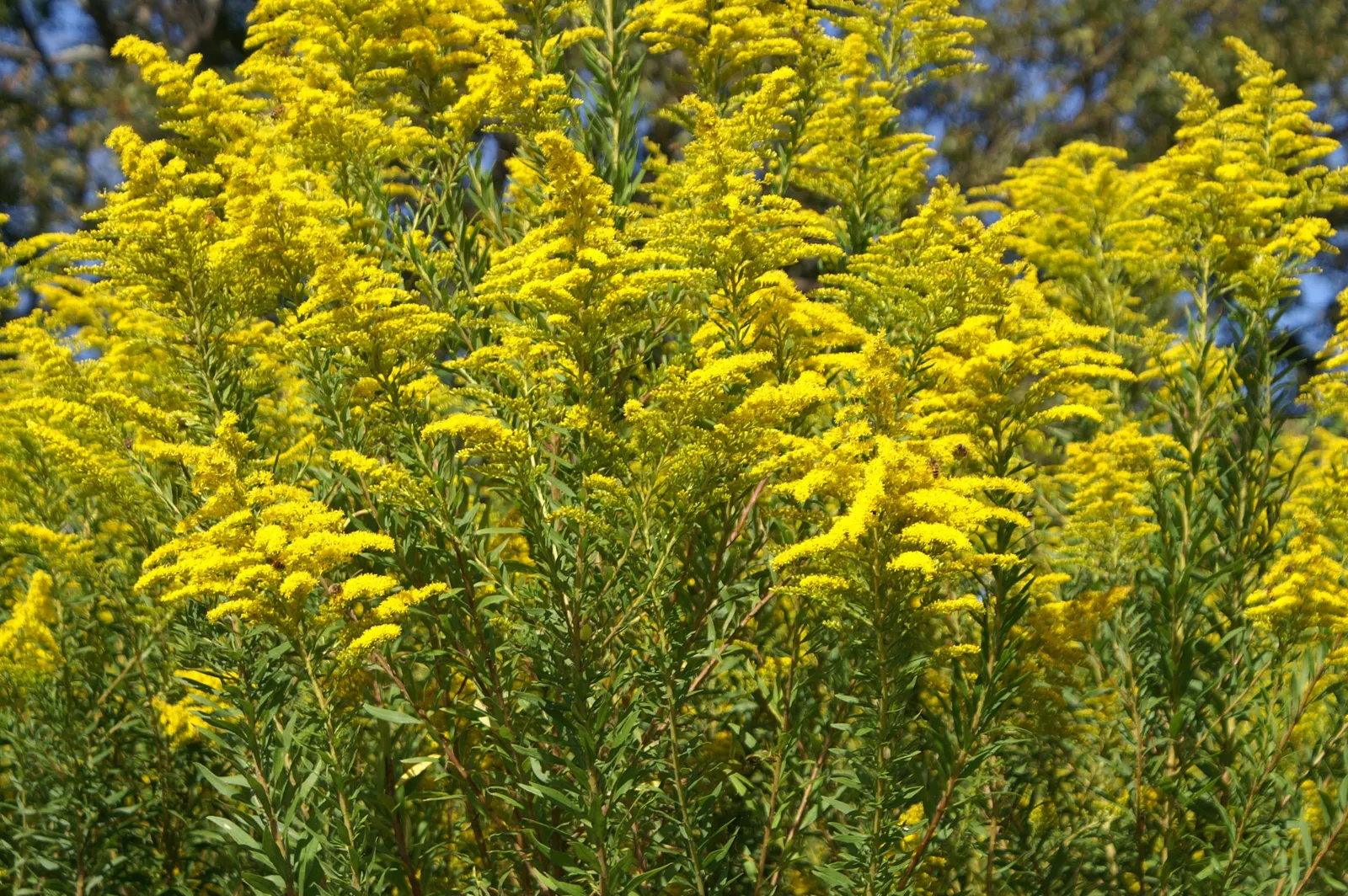 Canadian Goldenrod (Solidago Altissima) — plume-like flower clusters