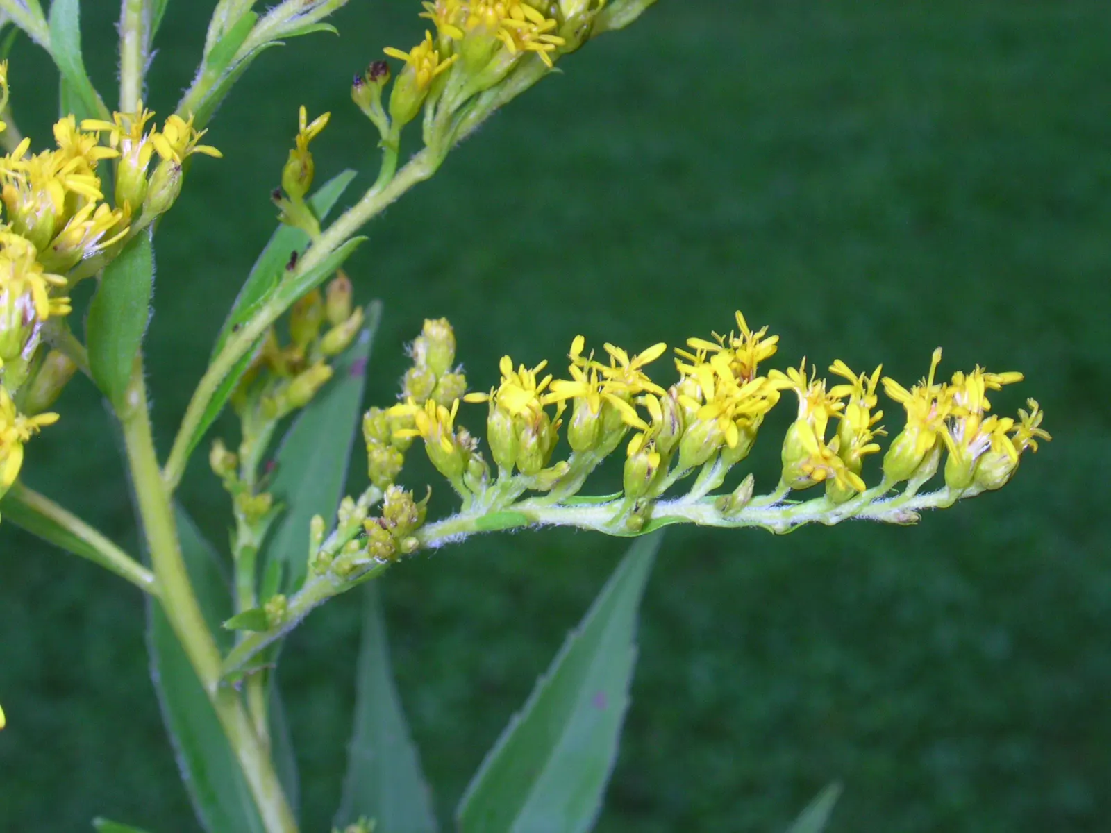 Canadian Goldenrod (Solidago Altissima) — herbaceous perennial known for its towering stems; you'll find Solidago altissima a versatile addition to, image 50