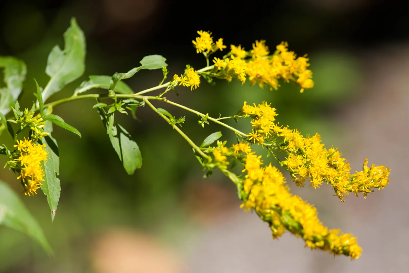 Canadian Goldenrod (Solidago Altissima) — pyramidal panicles atop stiff