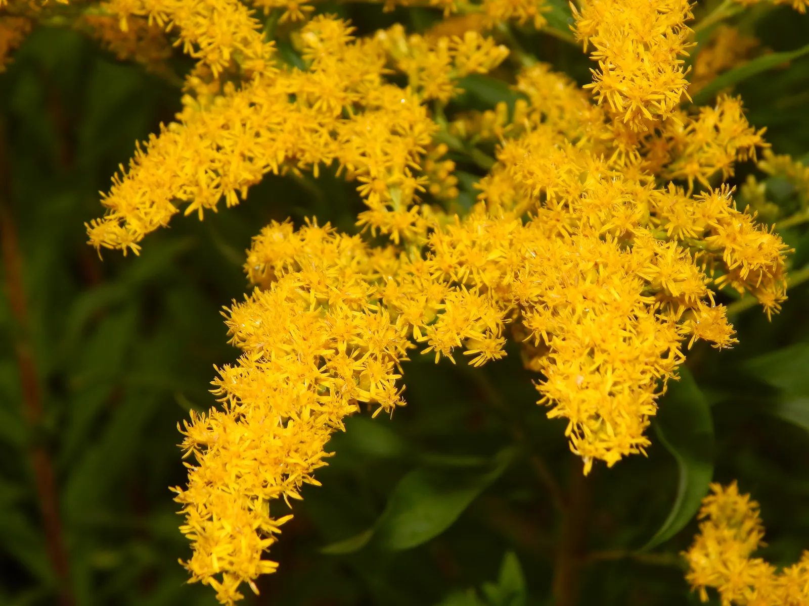 Canadian Goldenrod (Solidago Altissima) — perfect for wildflower meadows; with a typical height ranging from 2 to 6 feet and a spread of 2 to 4 feet, image 84