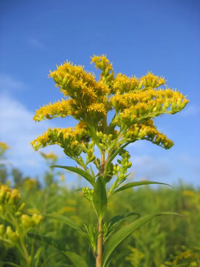 Canadian Goldenrod (Solidago Altissima) — you'll find Solidago altissima a versatile addition to your design; herbaceous perennial known for its, image 83