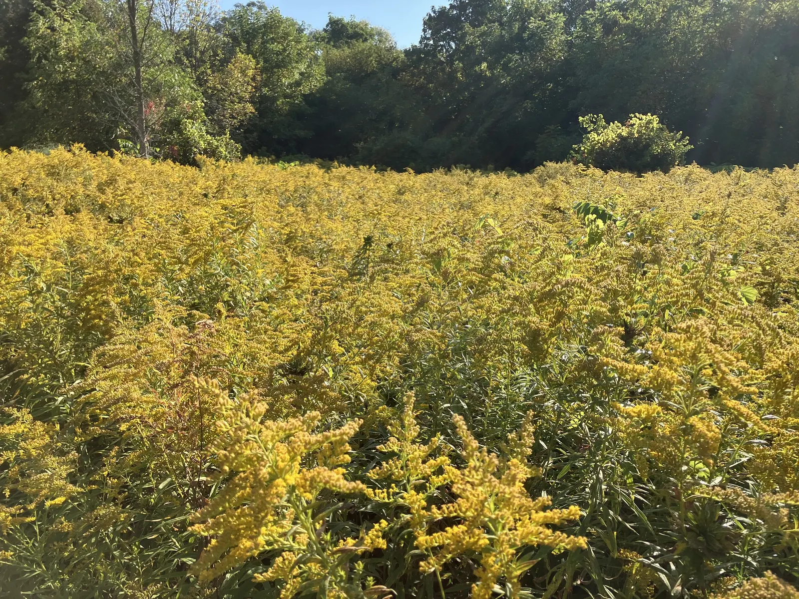 Canadian Goldenrod (Solidago Altissima) — which can grow up to 4 inches long; pyramidal panicles atop stiff, image 157