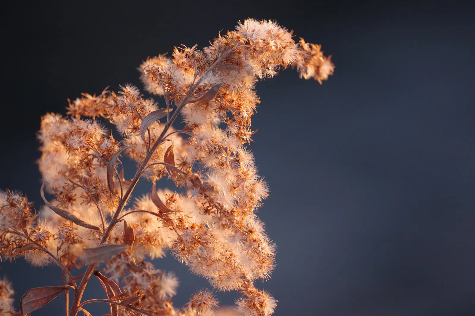 Canadian Goldenrod (Solidago Altissima) — This North American native stands tall and erect; thriving in USDA Zones 3-9, it requires full sun to, image 152