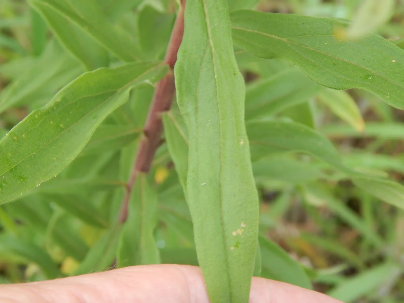 Canadian Goldenrod (Solidago Altissima) — This North American native stands tall and erect