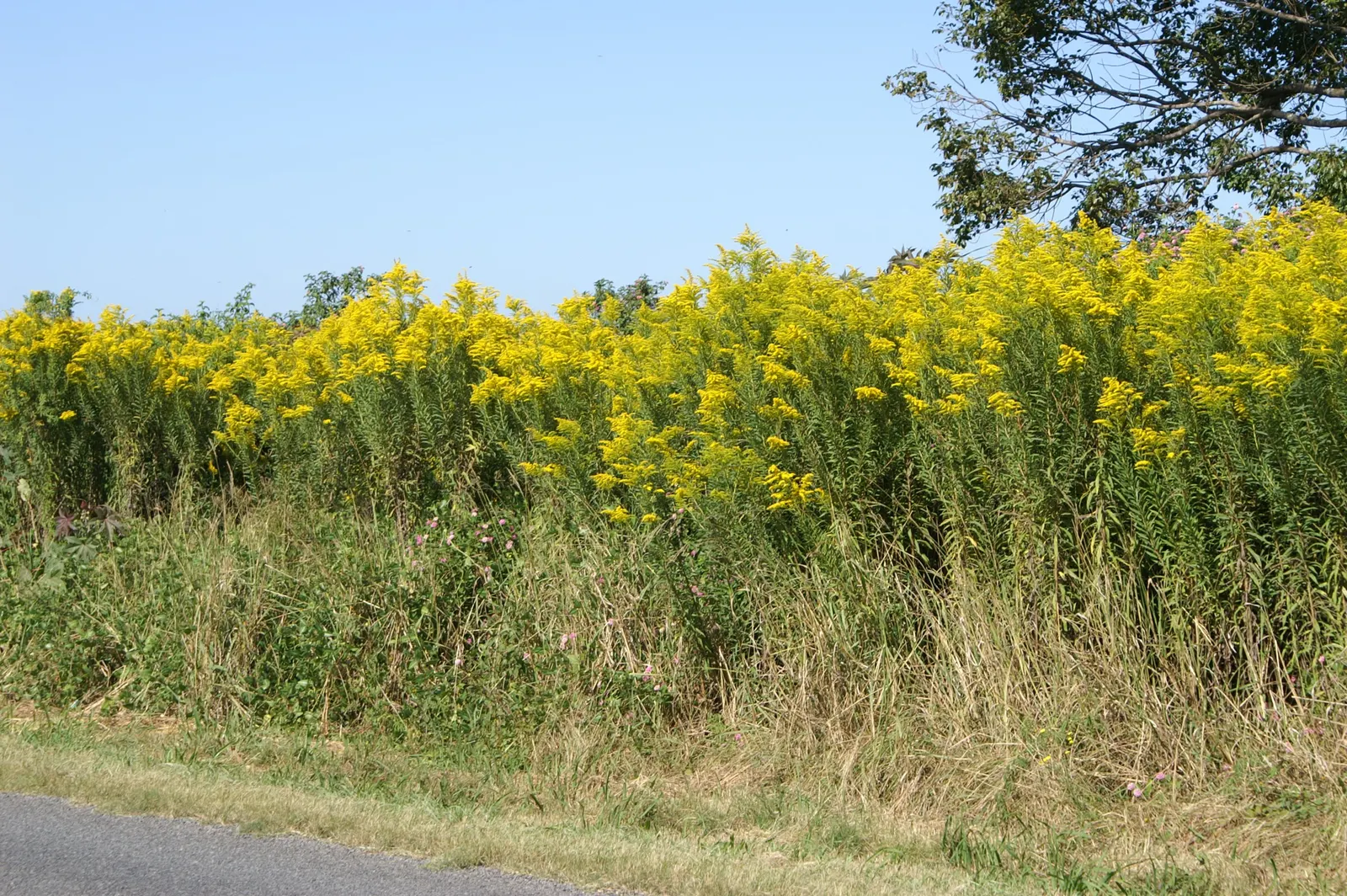 Canadian Goldenrod (Solidago Altissima) — Canadian Goldenrod (Solidago altissima) is a hardy; plume-like flower clusters, image 169
