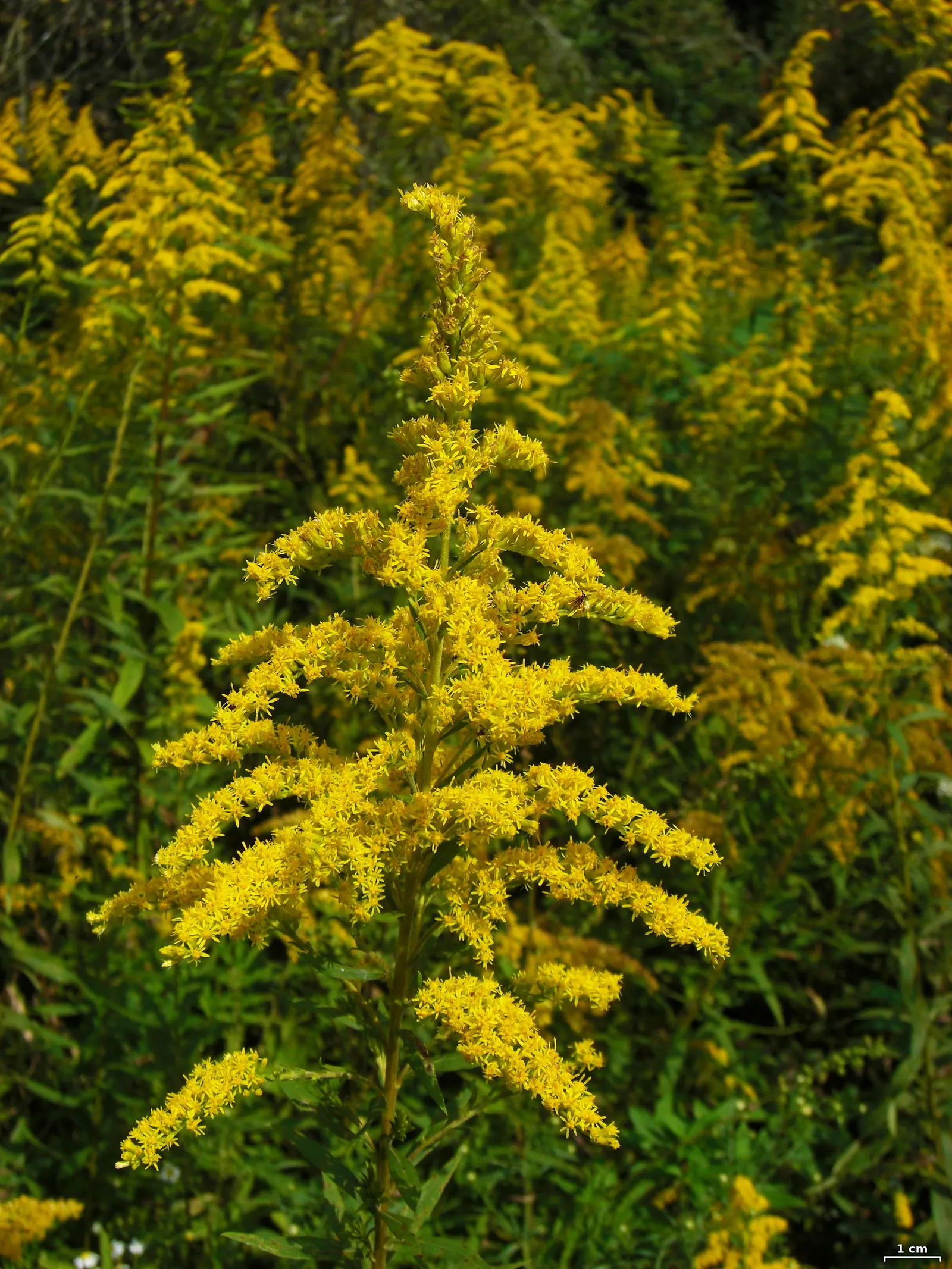 Canadian Goldenrod (Solidago Altissima) — with heights up to 7 feet; it prefers well-drained soils but is adaptable to a range of soil types, image 99